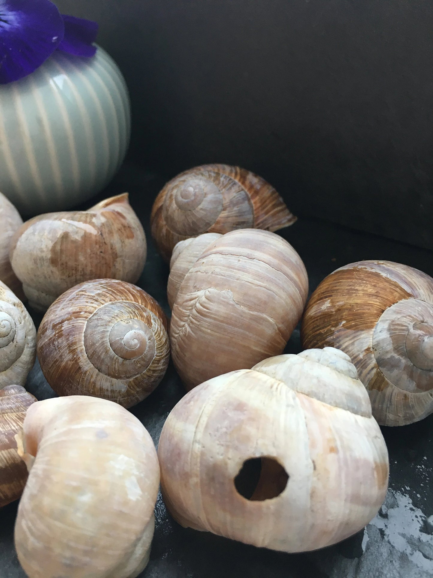 Schneckenhäuser | Weinbergschnecke | 10-er Set