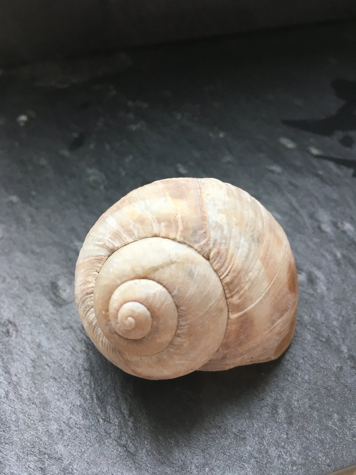 Schneckenhäuser | Weinbergschnecke | 10-er Set