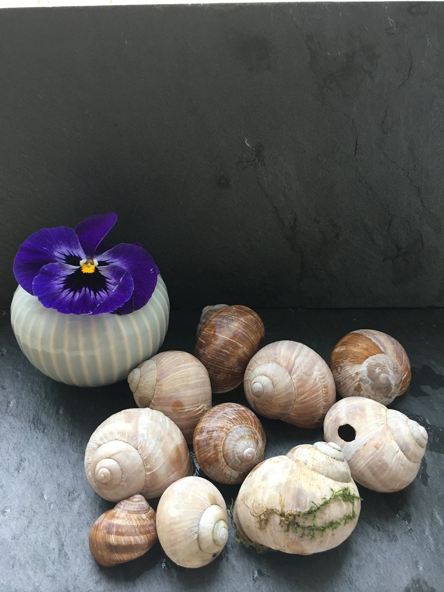 Schneckenhäuser | Weinbergschnecke | 10-er Set