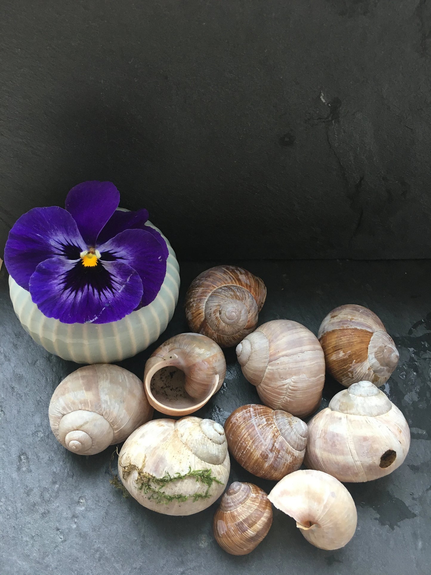 Schneckenhäuser | Weinbergschnecke | 10-er Set