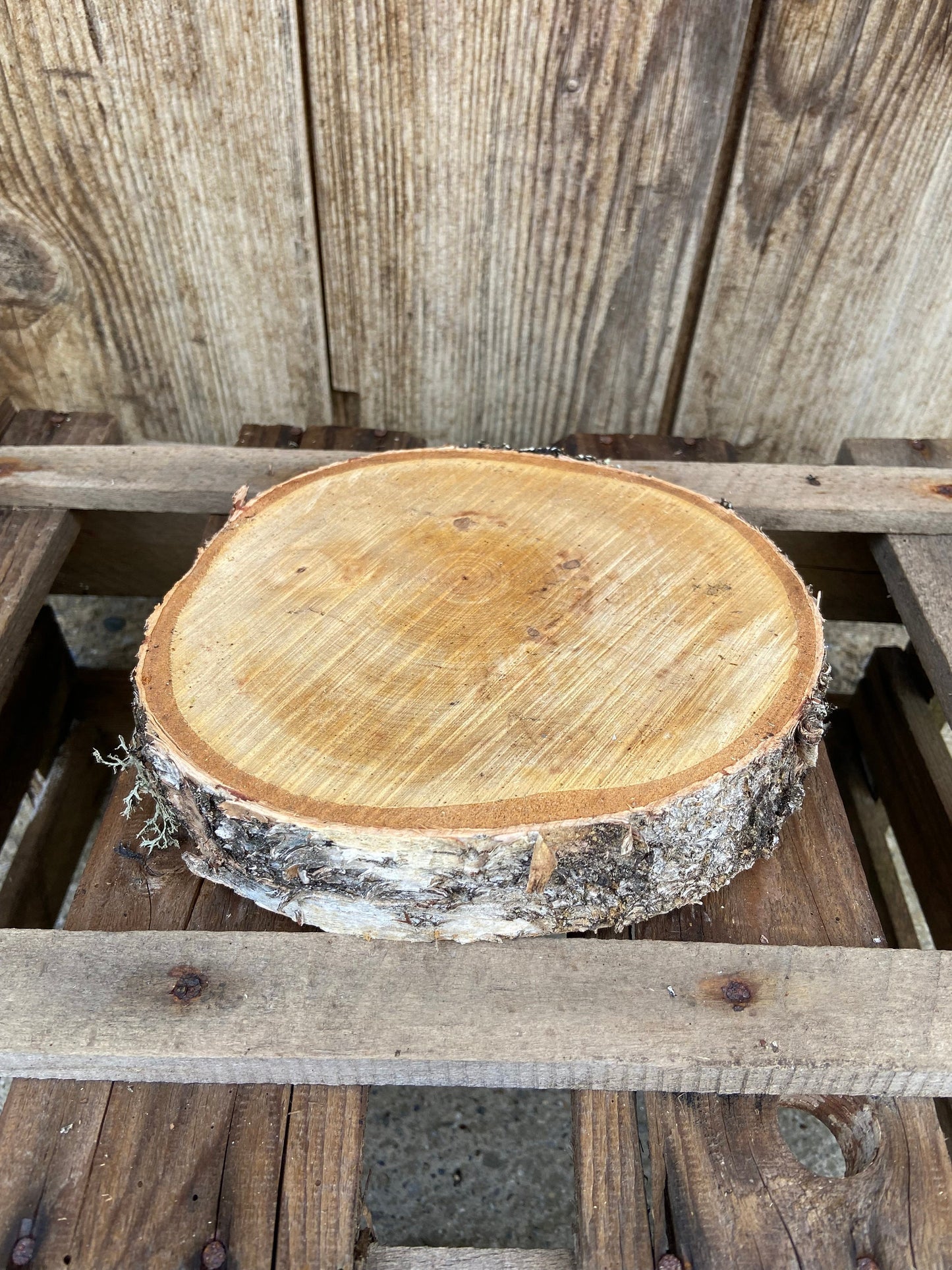 Baumscheibe | Birke