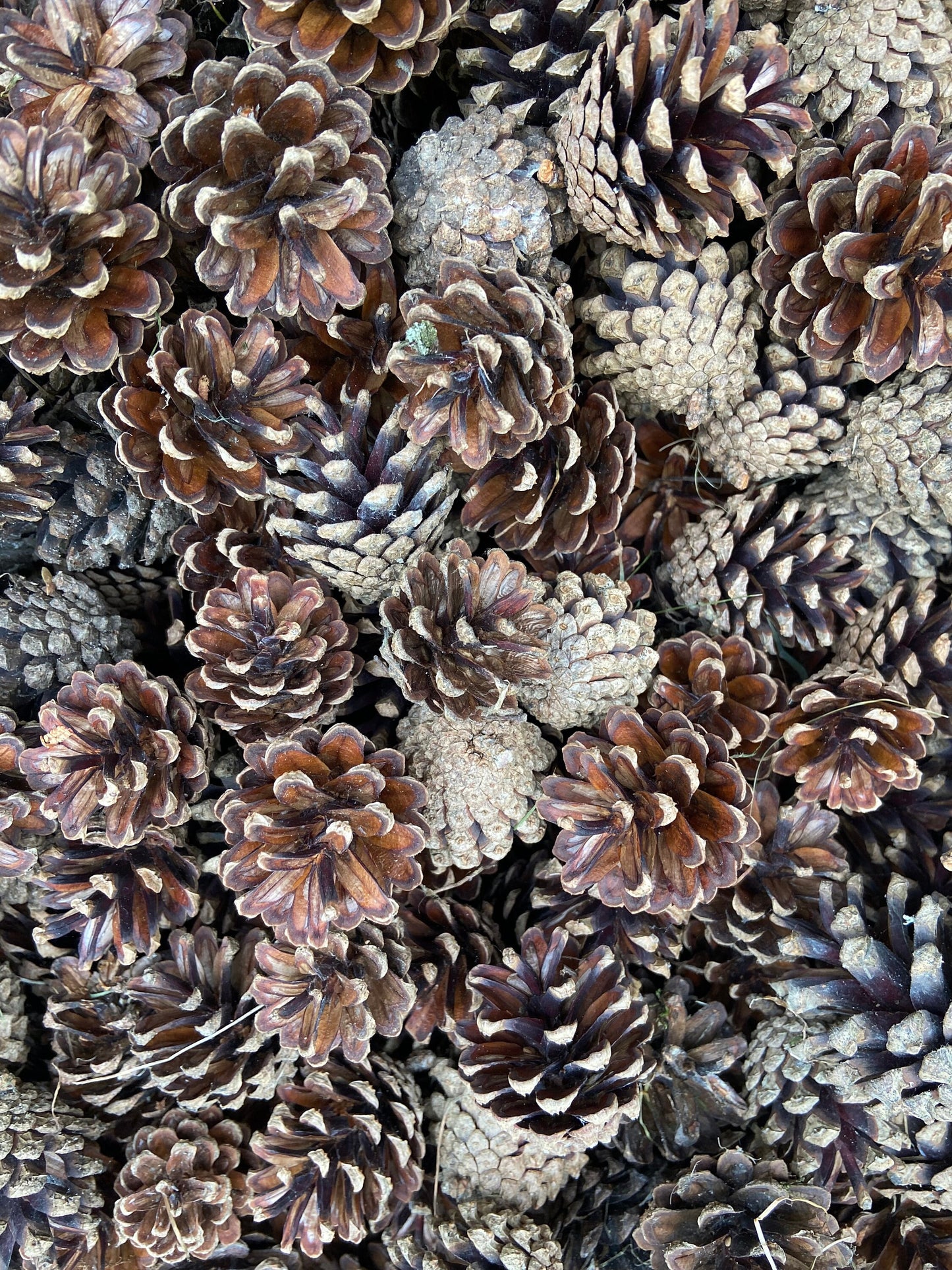 Zapfen der Kiefer | klein | 2-4 cm