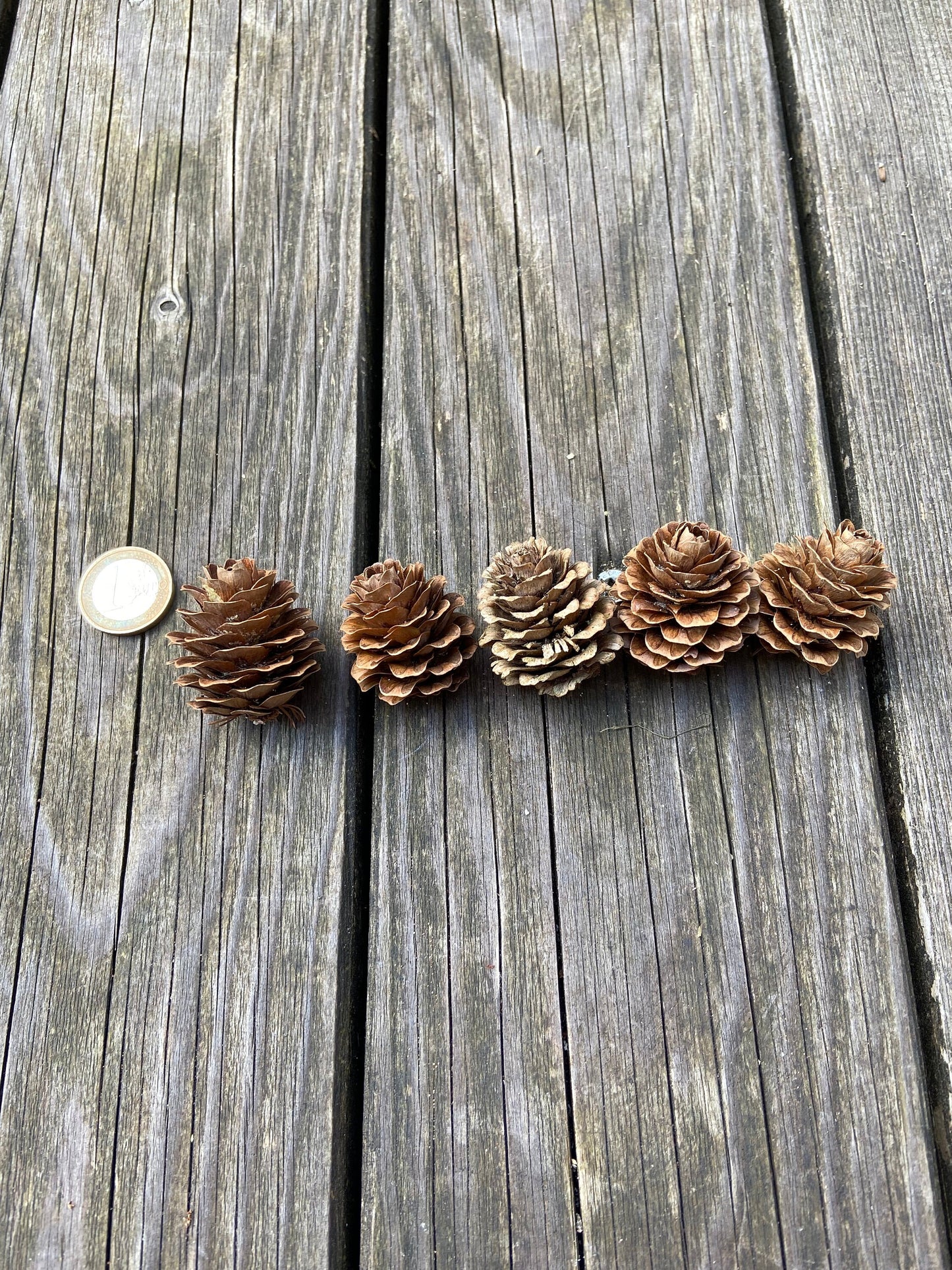 Zapfen der Lärche | groß | 3-4cm
