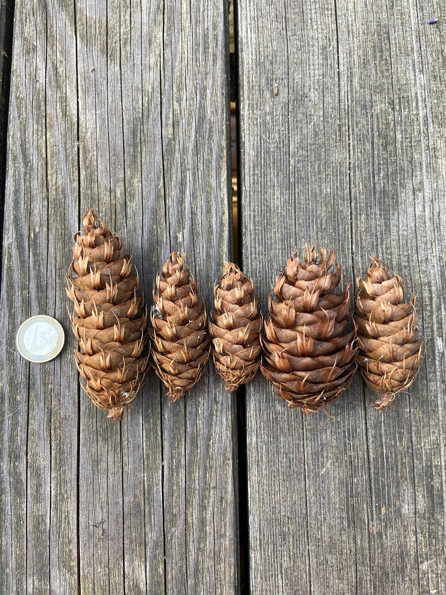 Zapfen der Douglasie | 5-8 cm