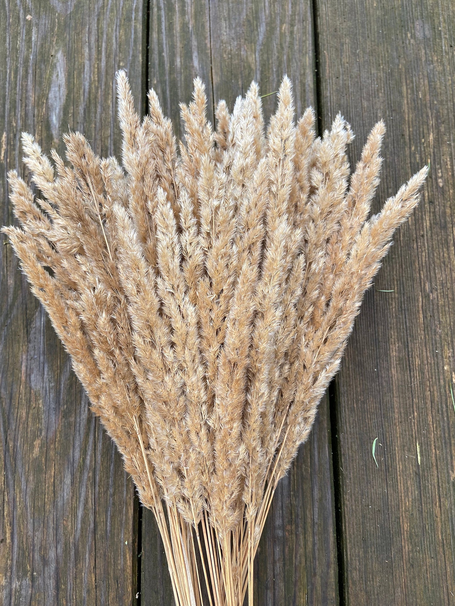 Gras Sträußchen getrocknet