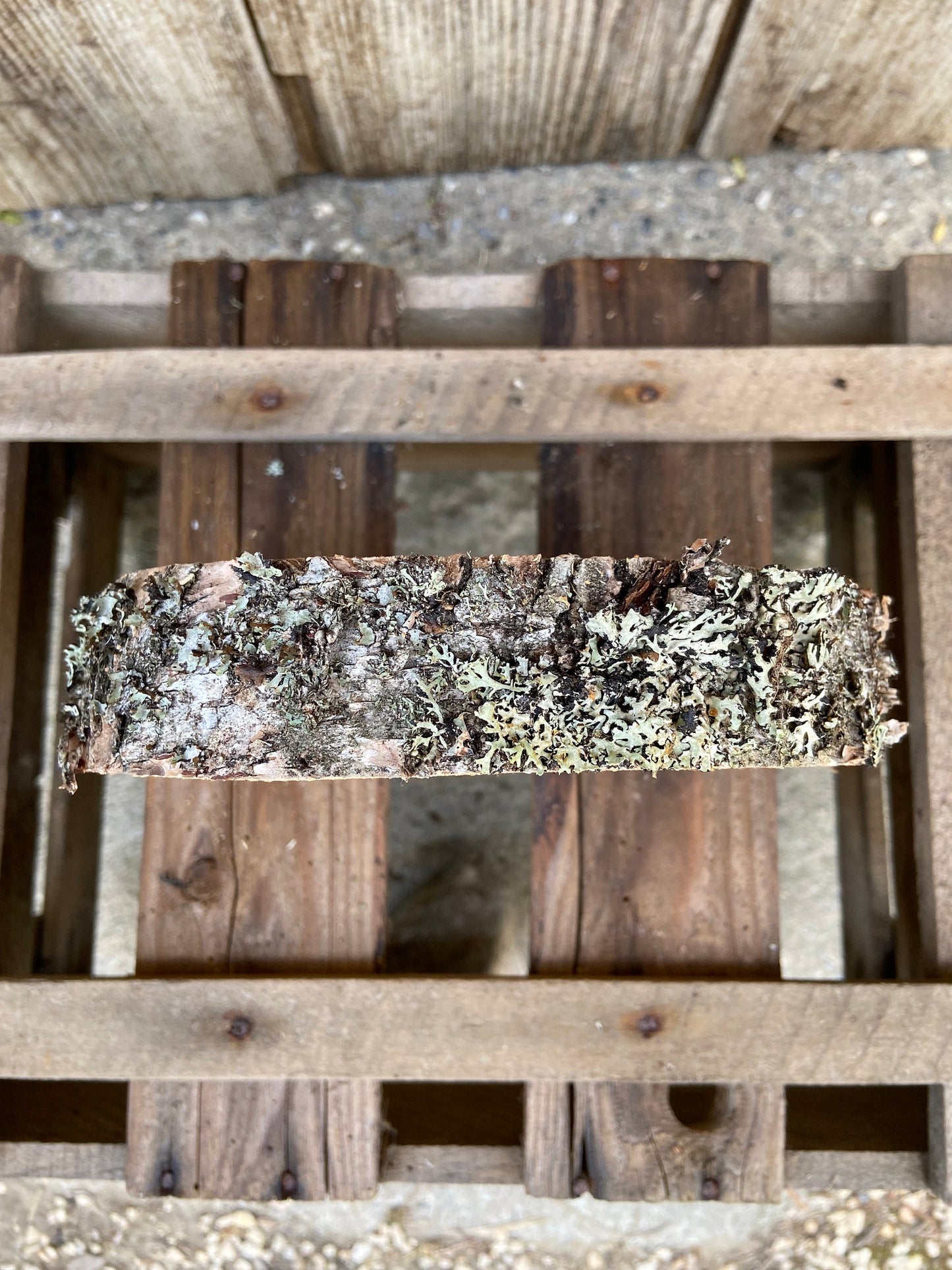 Baumscheibe | Birke