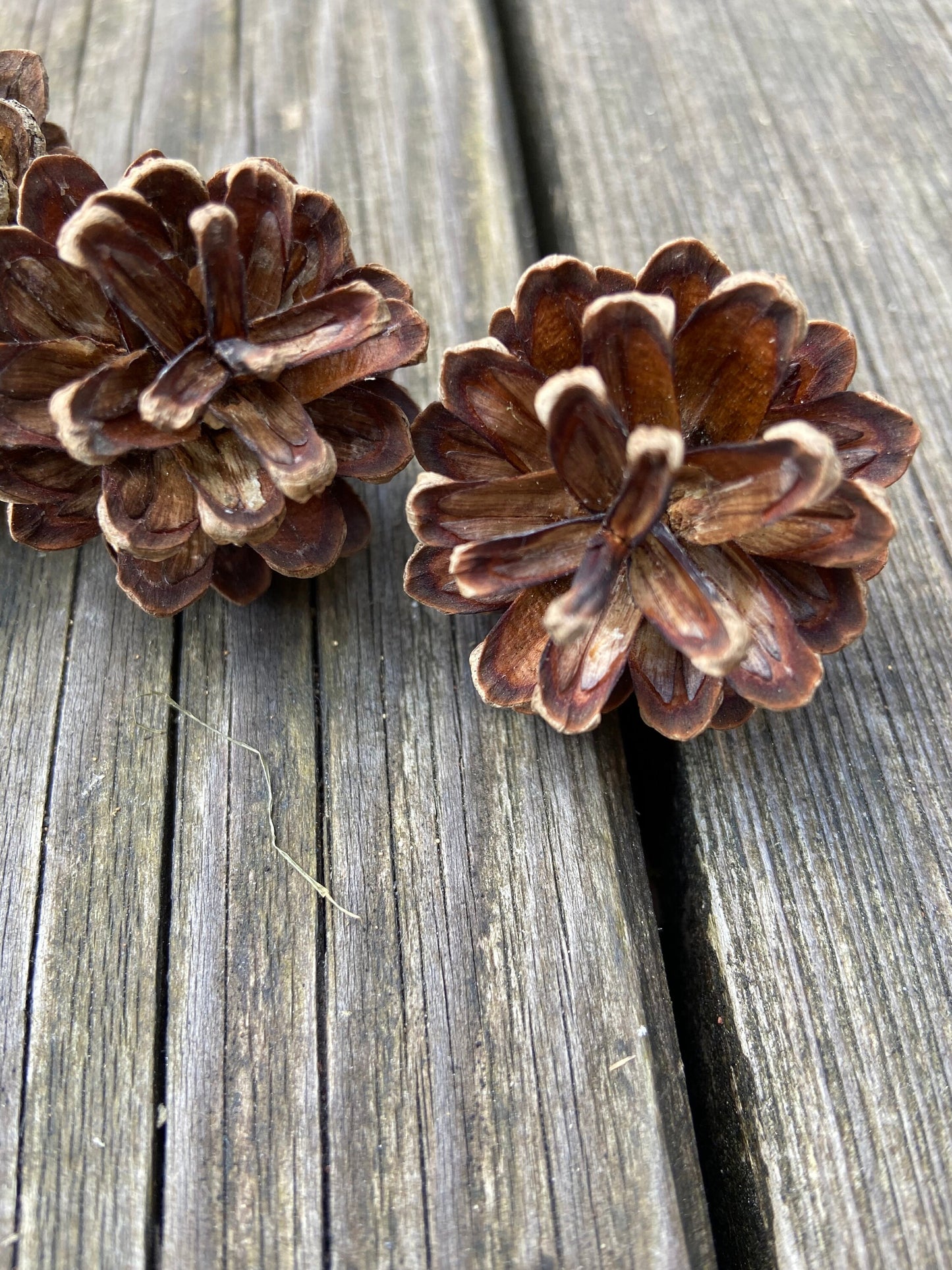 Zapfen der Kiefer | klein | 2-4 cm