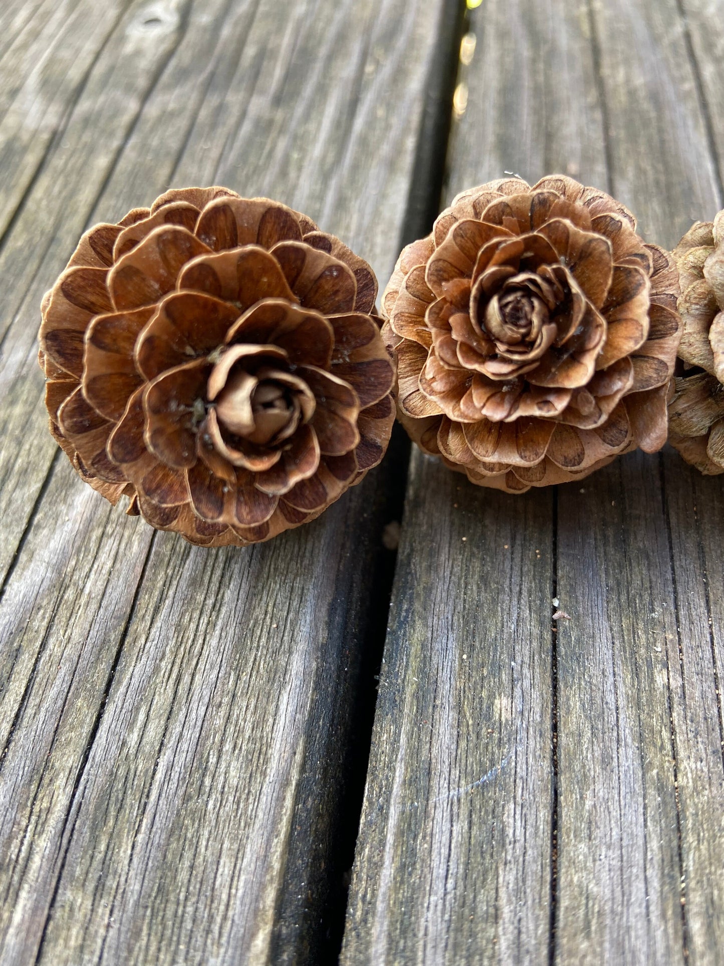 Zapfen der Lärche | groß | 3-4cm