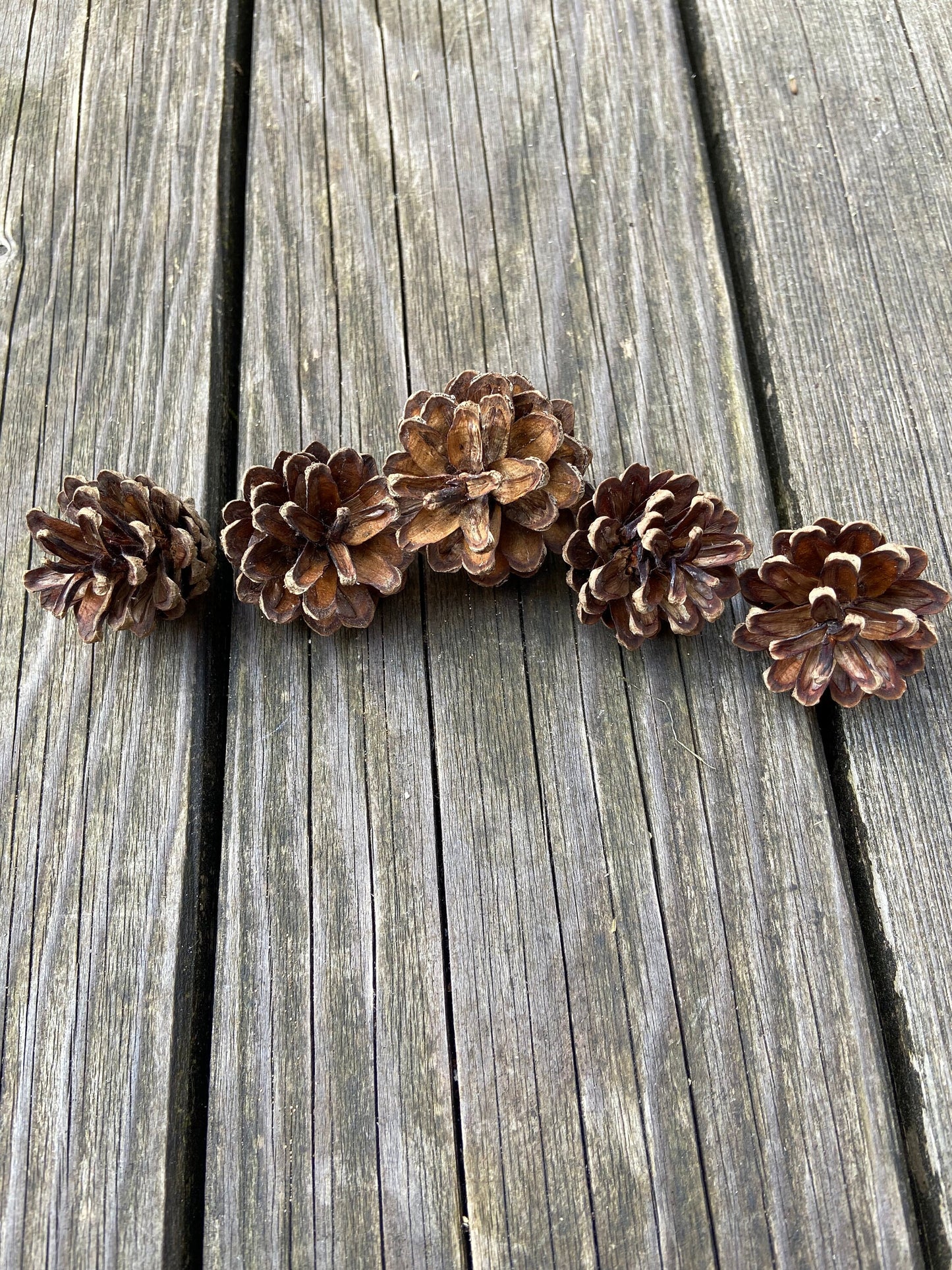 Zapfen der Kiefer | klein | 2-4 cm