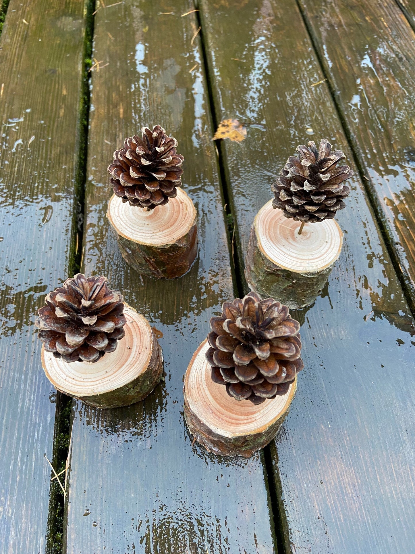 Zapfenbäumchen | mit Zapfen der Kiefer | 4er Set | Höhe ca. 10 cm