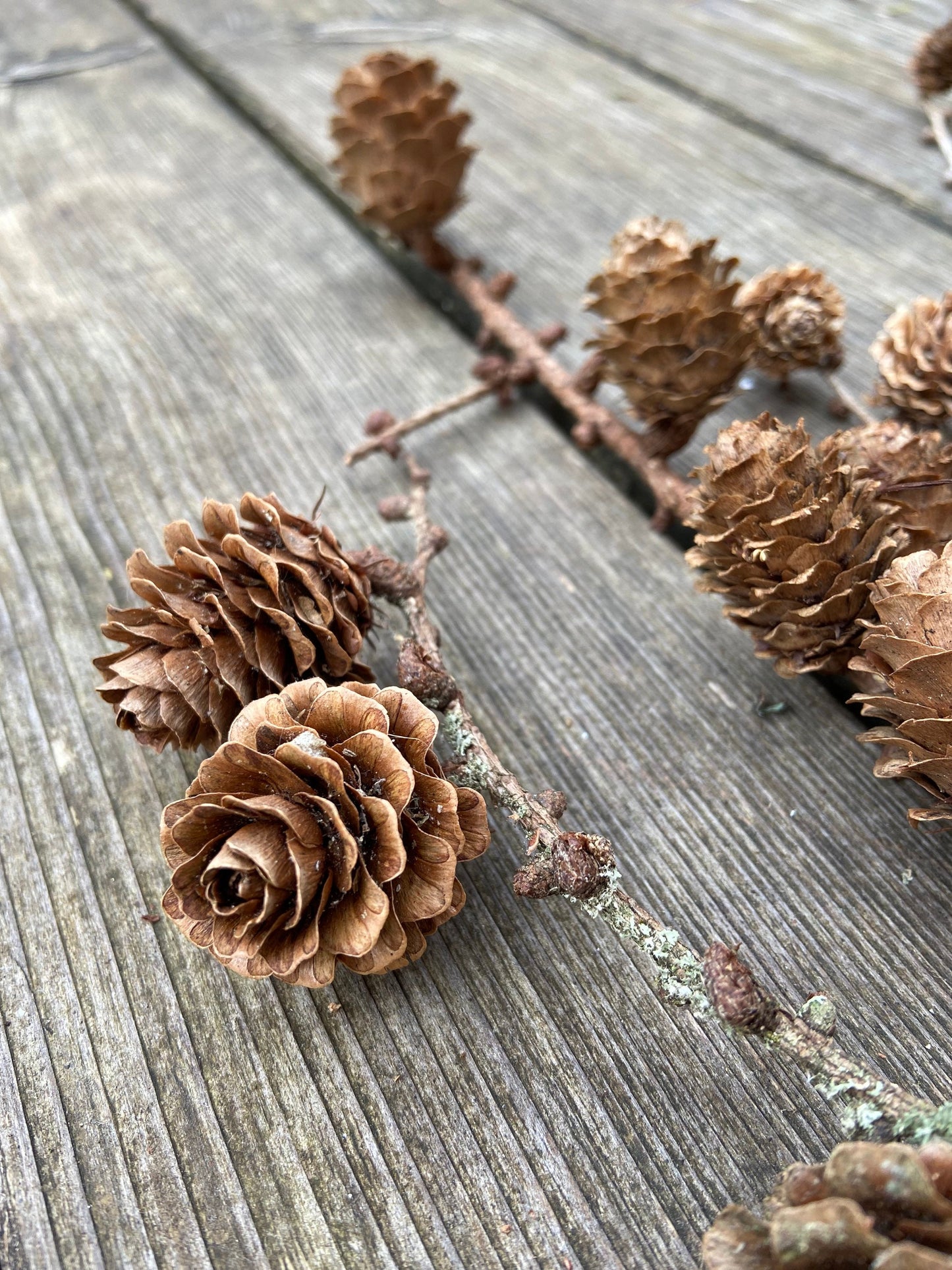 Lärchenzweige mit Zapfen | kurz | 5-30cm | 15 Stück