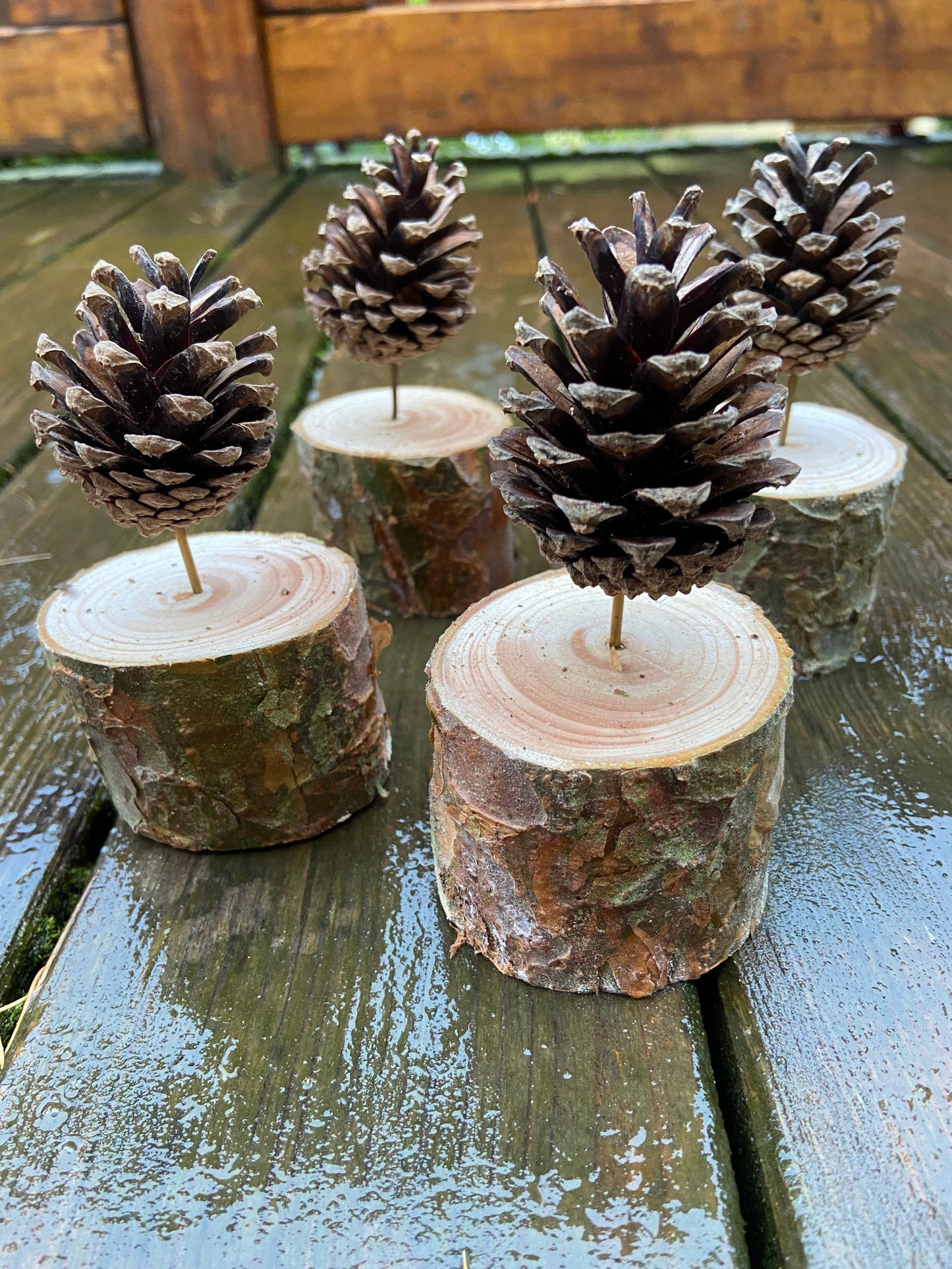 Zapfenbäumchen | mit Zapfen der Kiefer | 4er Set | Höhe ca. 10 cm