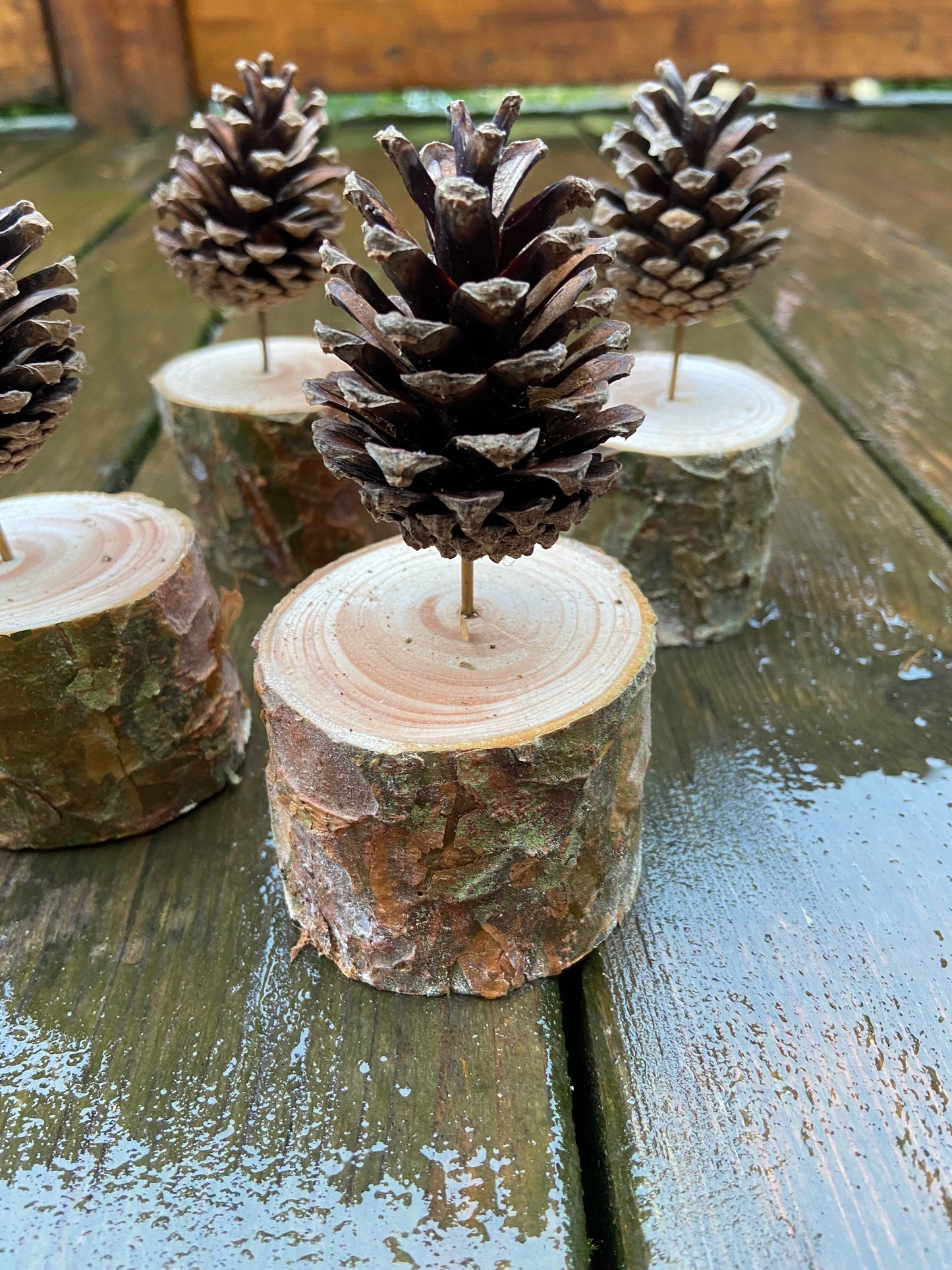 Zapfenbäumchen | mit Zapfen der Kiefer | 4er Set | Höhe ca. 10 cm