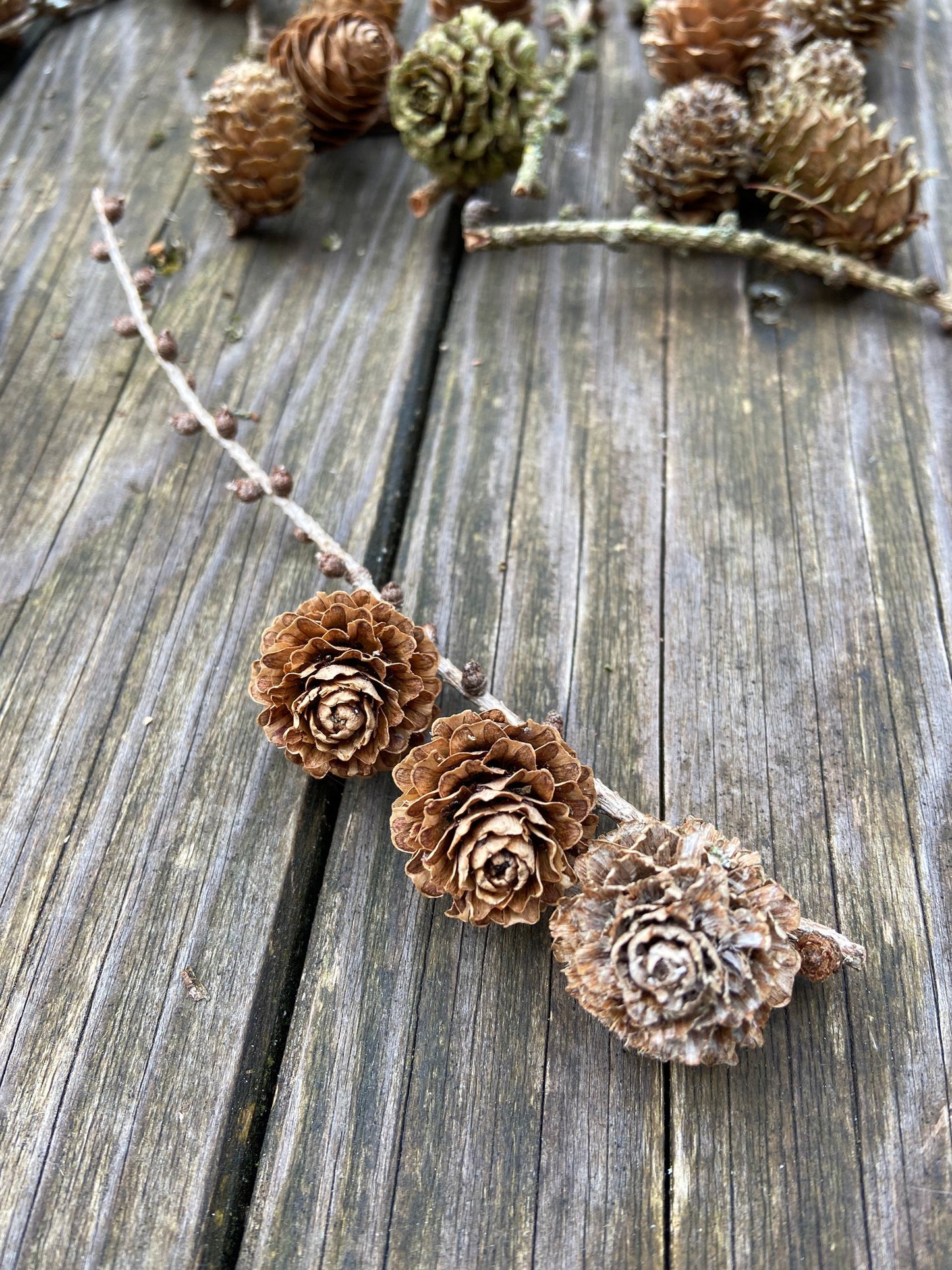 Lärchenzweige mit Zapfen | kurz | 5-30cm | 15 Stück