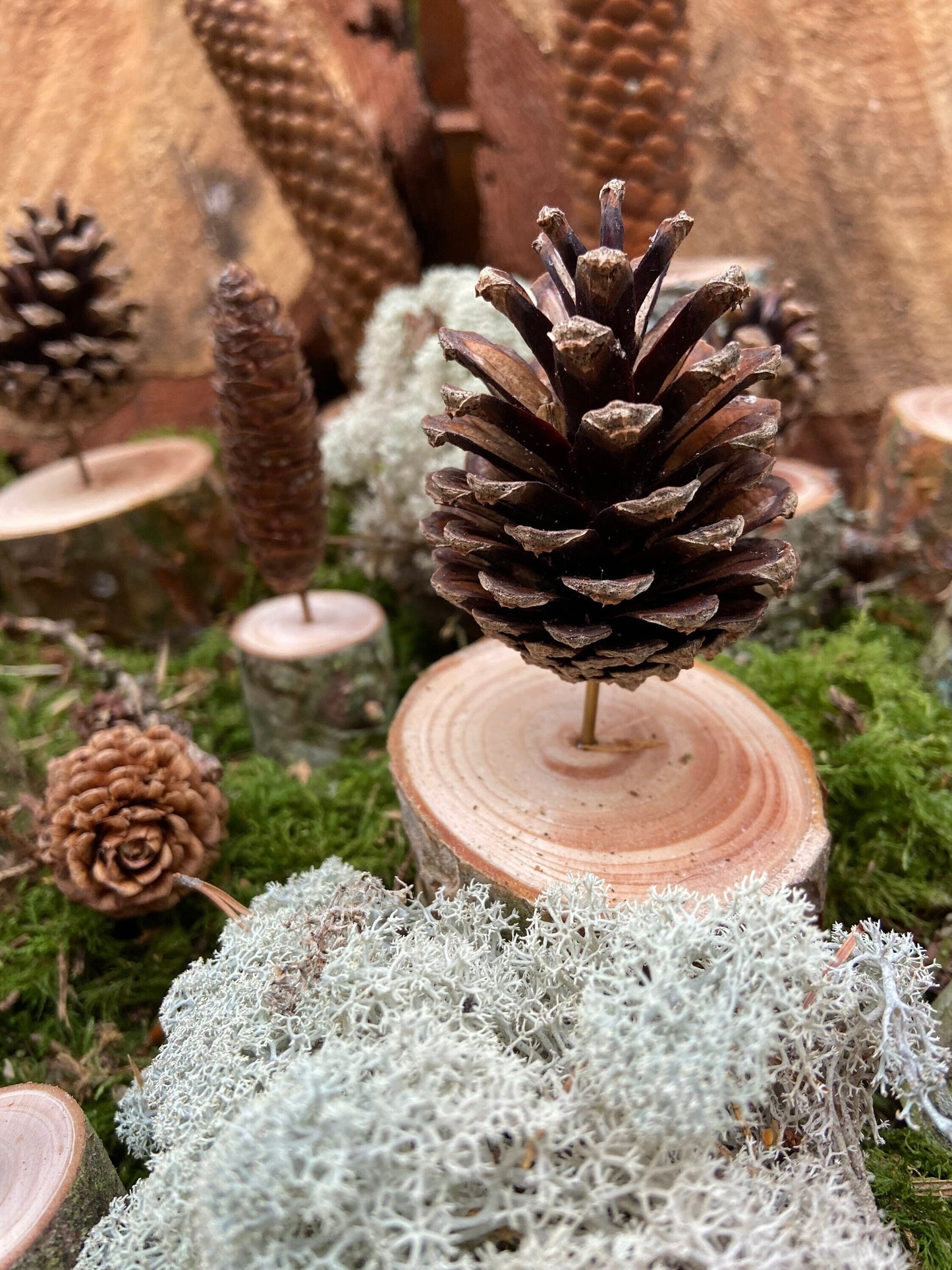 Zapfenbäumchen | mit Zapfen der Kiefer | 4er Set | Höhe ca. 10 cm