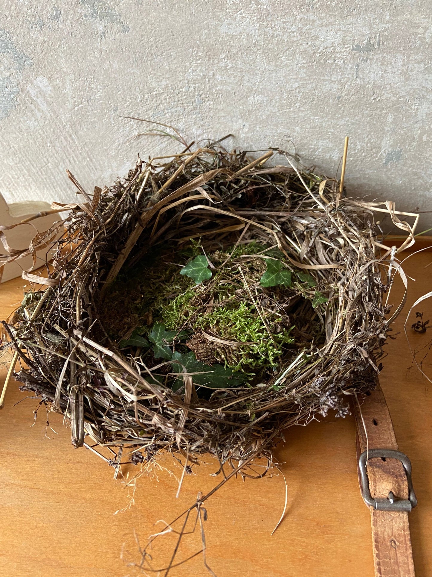 Nest | Frühling | Ostern | flach