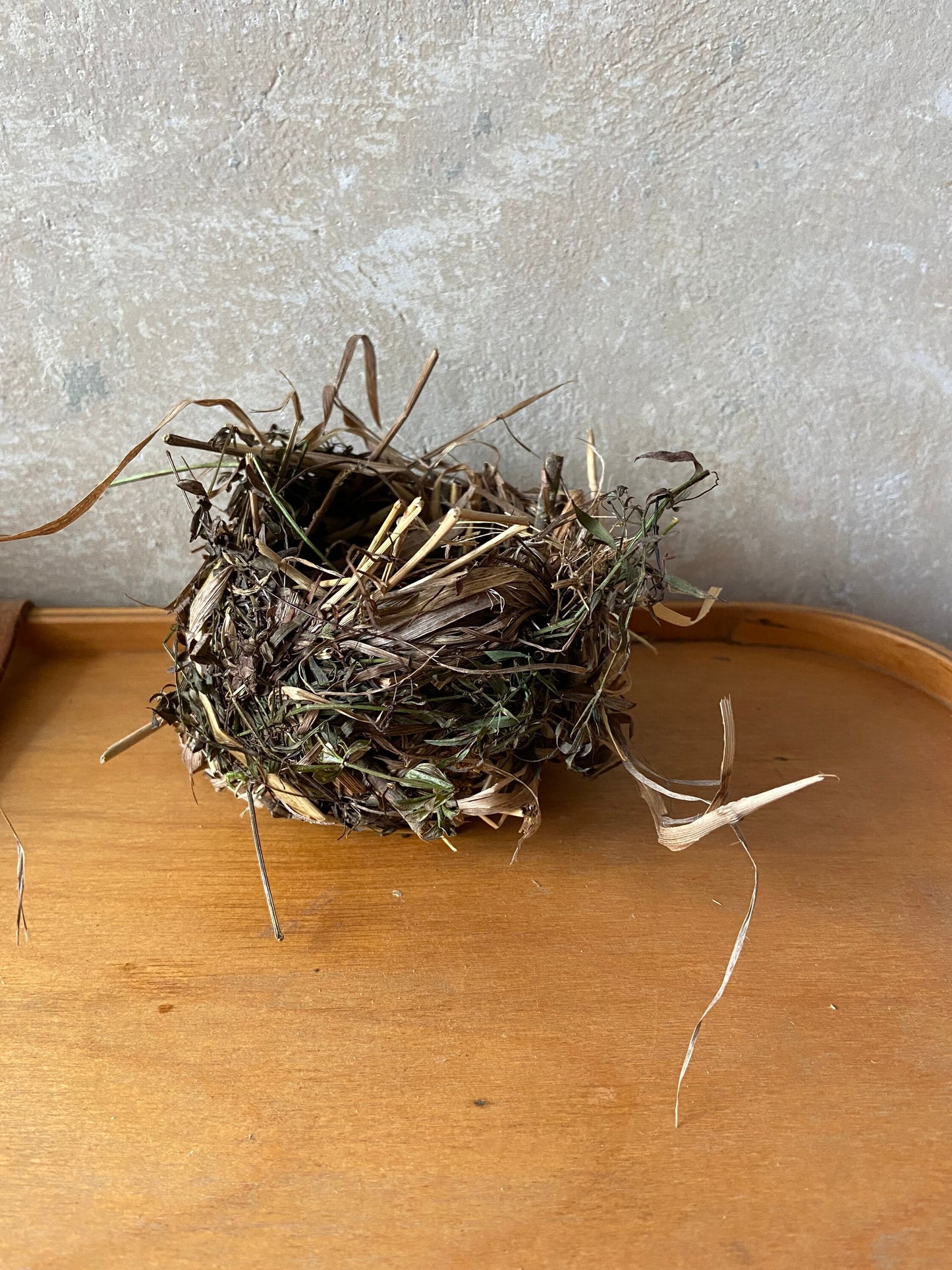 Nest | Frühling | Ostern | klein