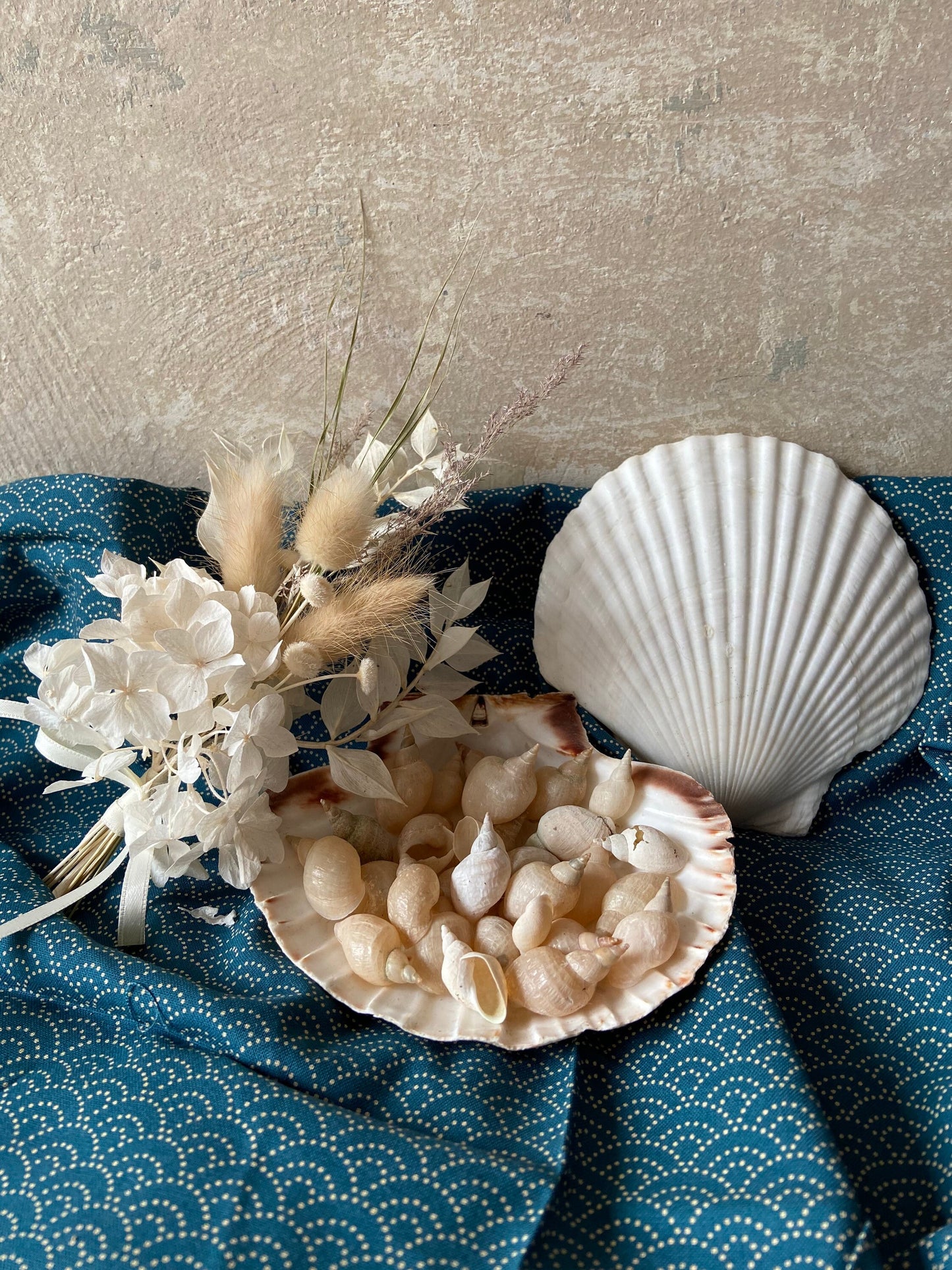 Muscheln | Schnecken | Bodensee | Weiß | See | Muschel-Schnecke