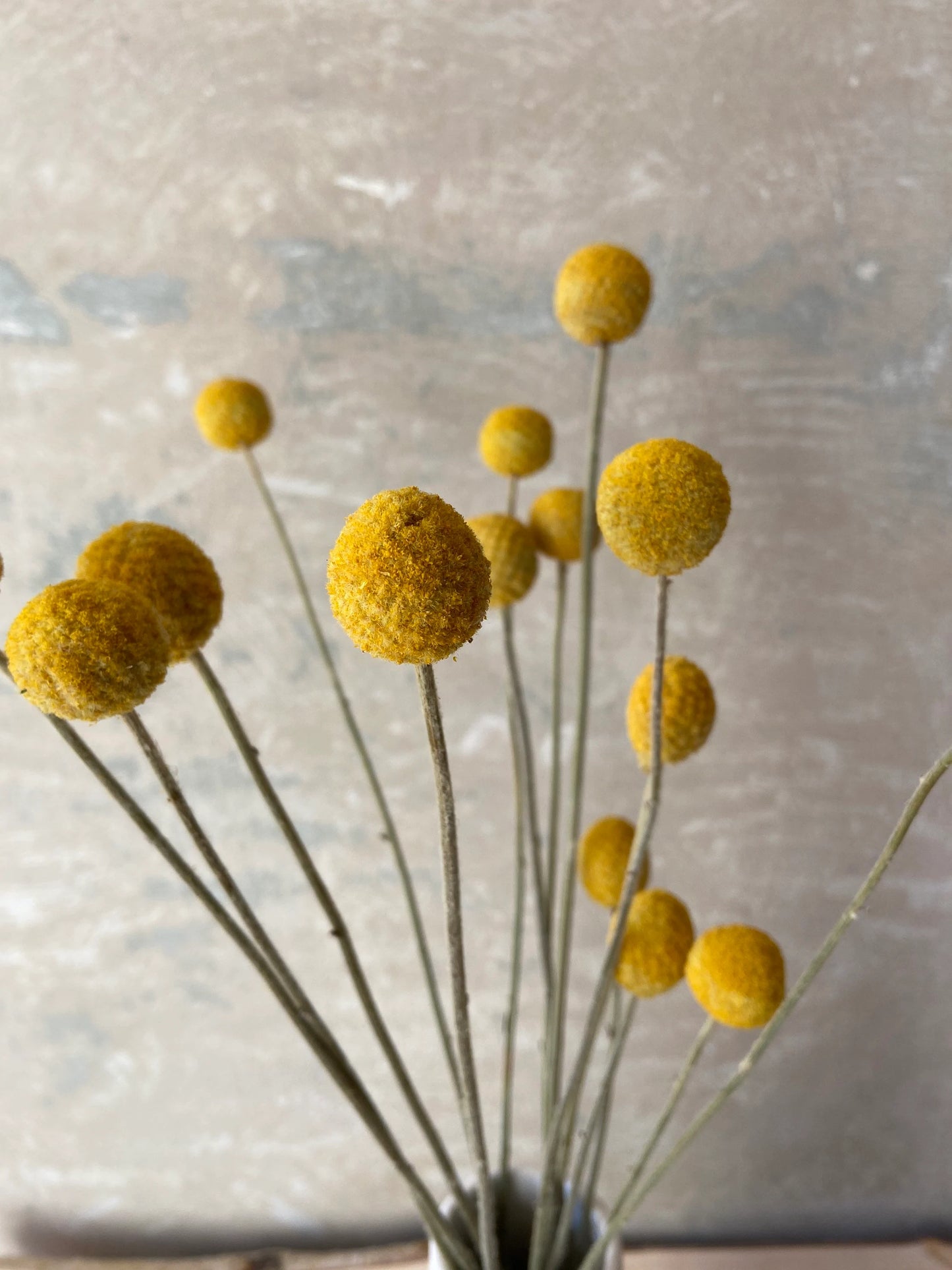 Trommelstöckchen | Craspedia gelb | Trockenblume | Frühling | Zweige für die Vase | Blütenzweig | Ostern | Billy Ball
