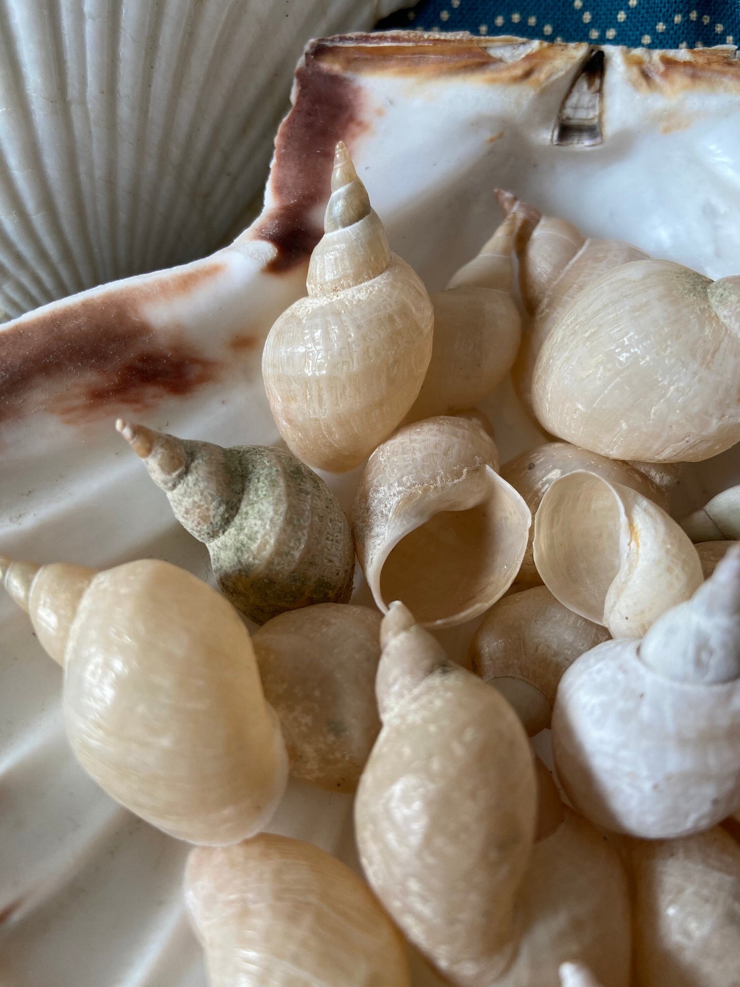 Muscheln | Schnecken | Bodensee | Weiß | See | Muschel-Schnecke