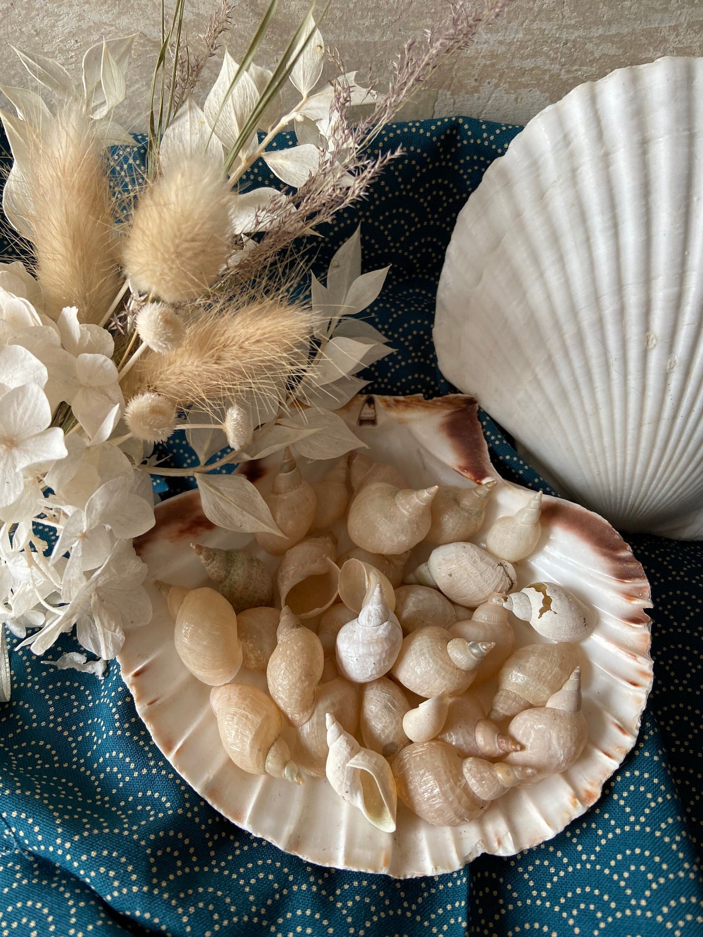 Muscheln | Schnecken | Bodensee | Weiß | See | Muschel-Schnecke