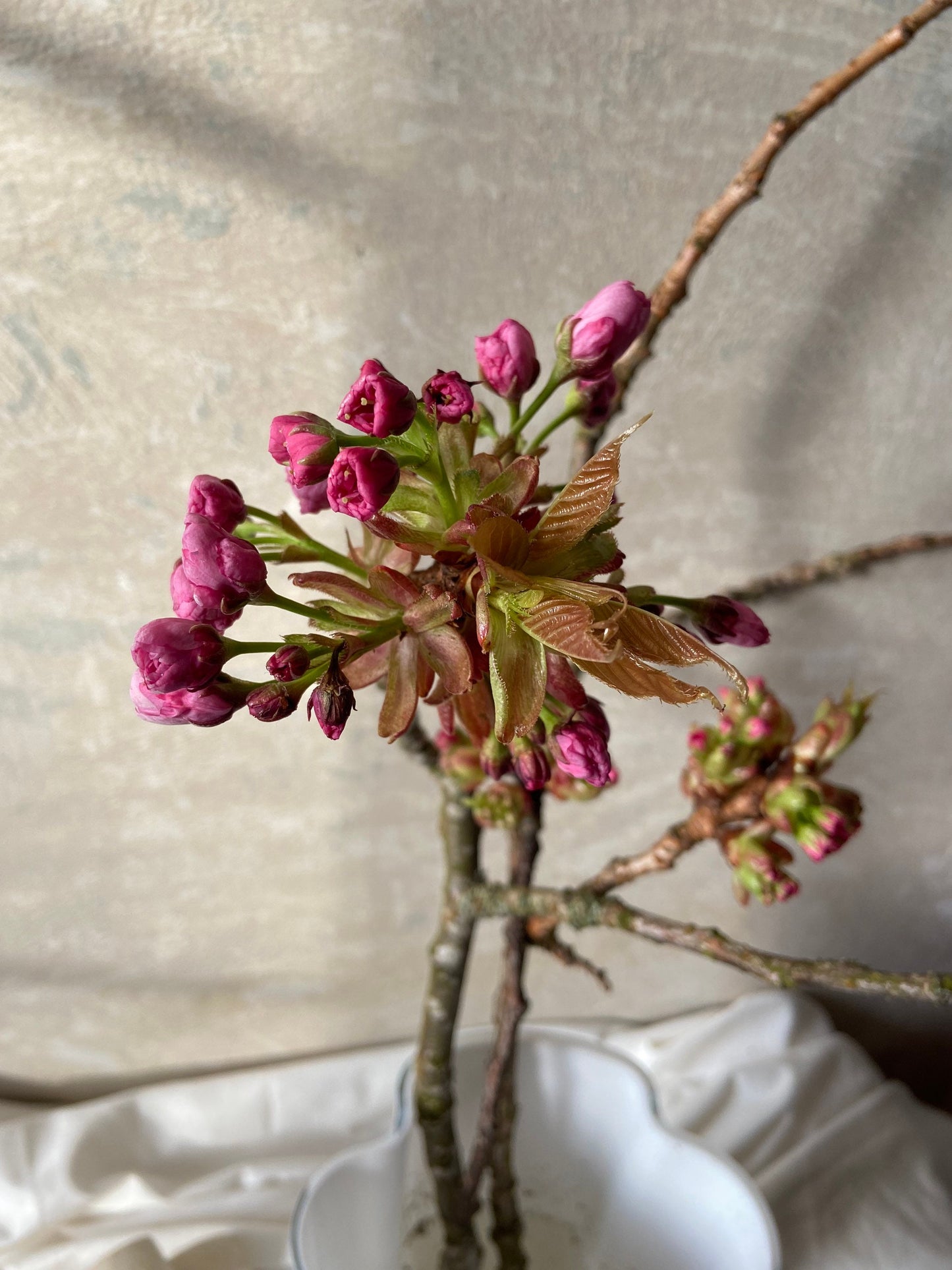 Japankirsche mit Blütenknospen | Blühender Zweig | Frühling | Zweige für die Vase | Blütenzweig | Echte Blüten | Japankirsche| rosa Blüten