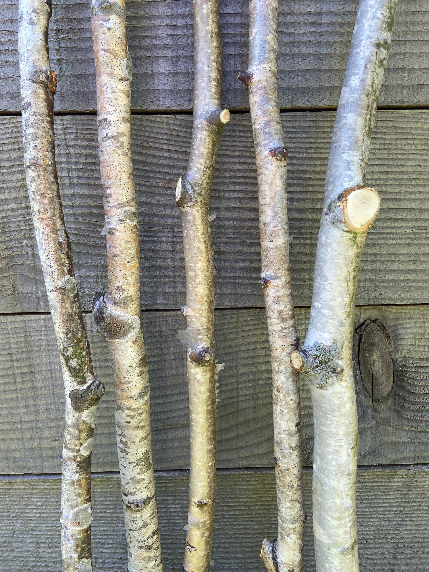 Birkenast | Ø 1,0 - 2,5 cm | Dekoast | Birke | Ast | Birkenzweig | Birkenstock | Birkenstamm | Birkenstämmchen | Birkenholz | Naturast