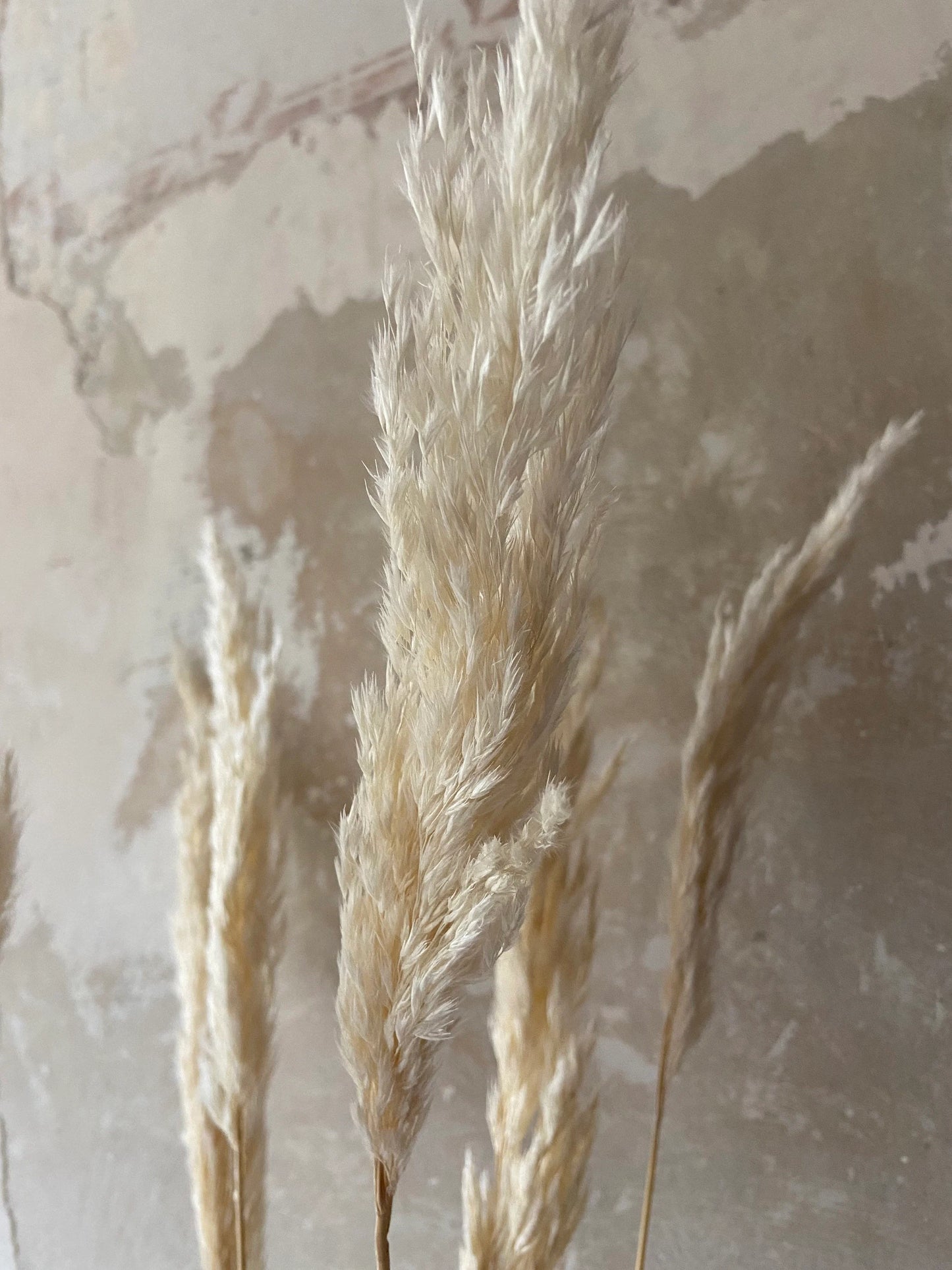 Pampasgras | Breda | naturcreme | ca. 80cm | Trockenblumen | Gräser | Zweige für die Vase |