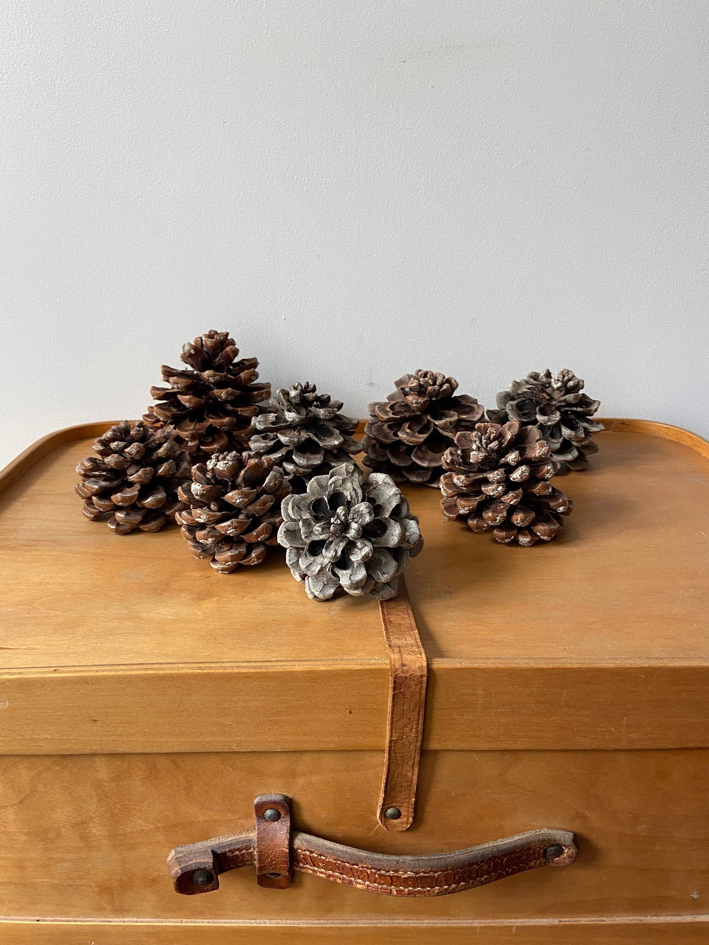 Zapfen der Pinie | Pinienzapfen | groß | ca. 7 cm