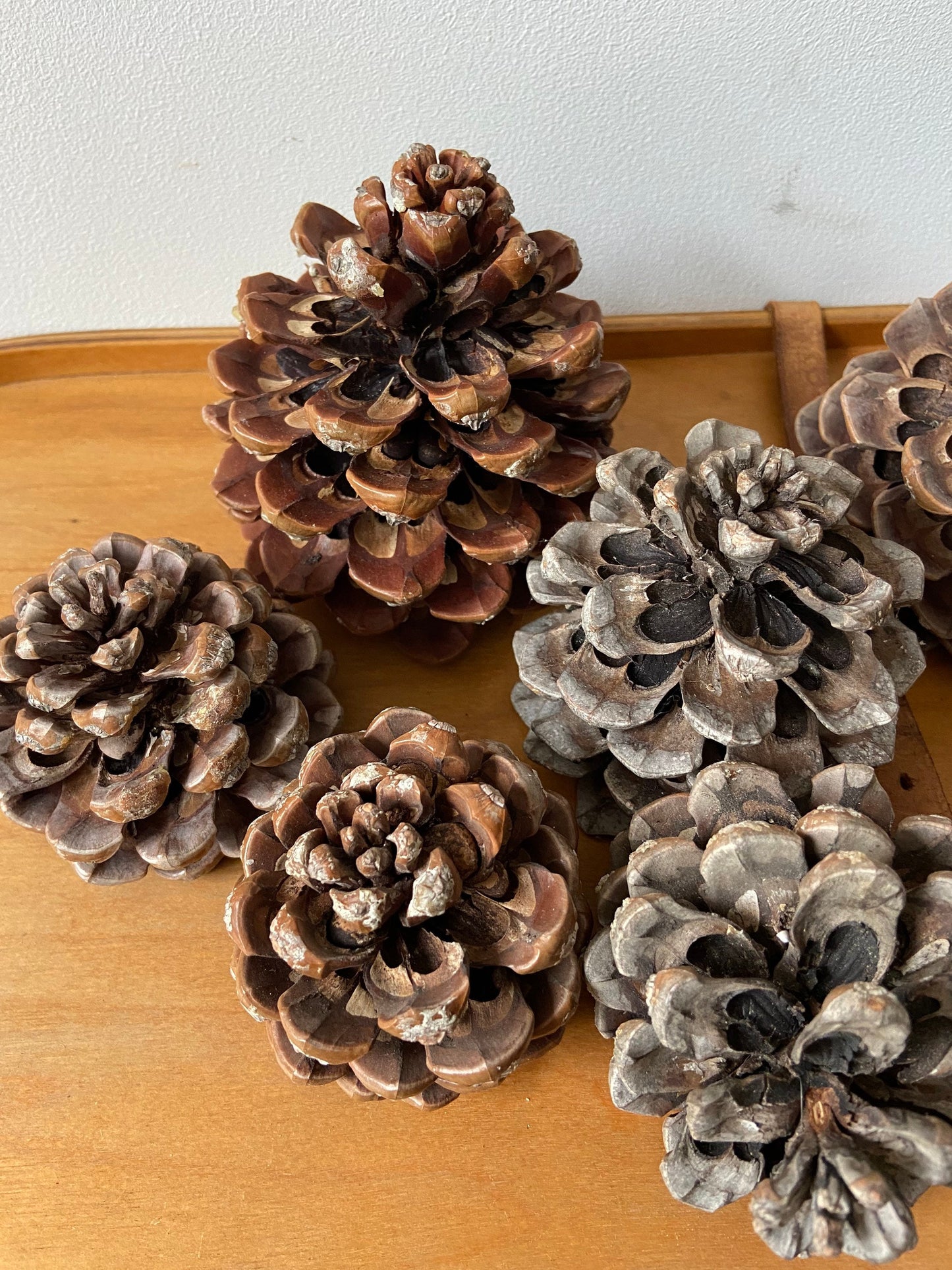Zapfen der Pinie | Pinienzapfen | groß | ca. 7 cm