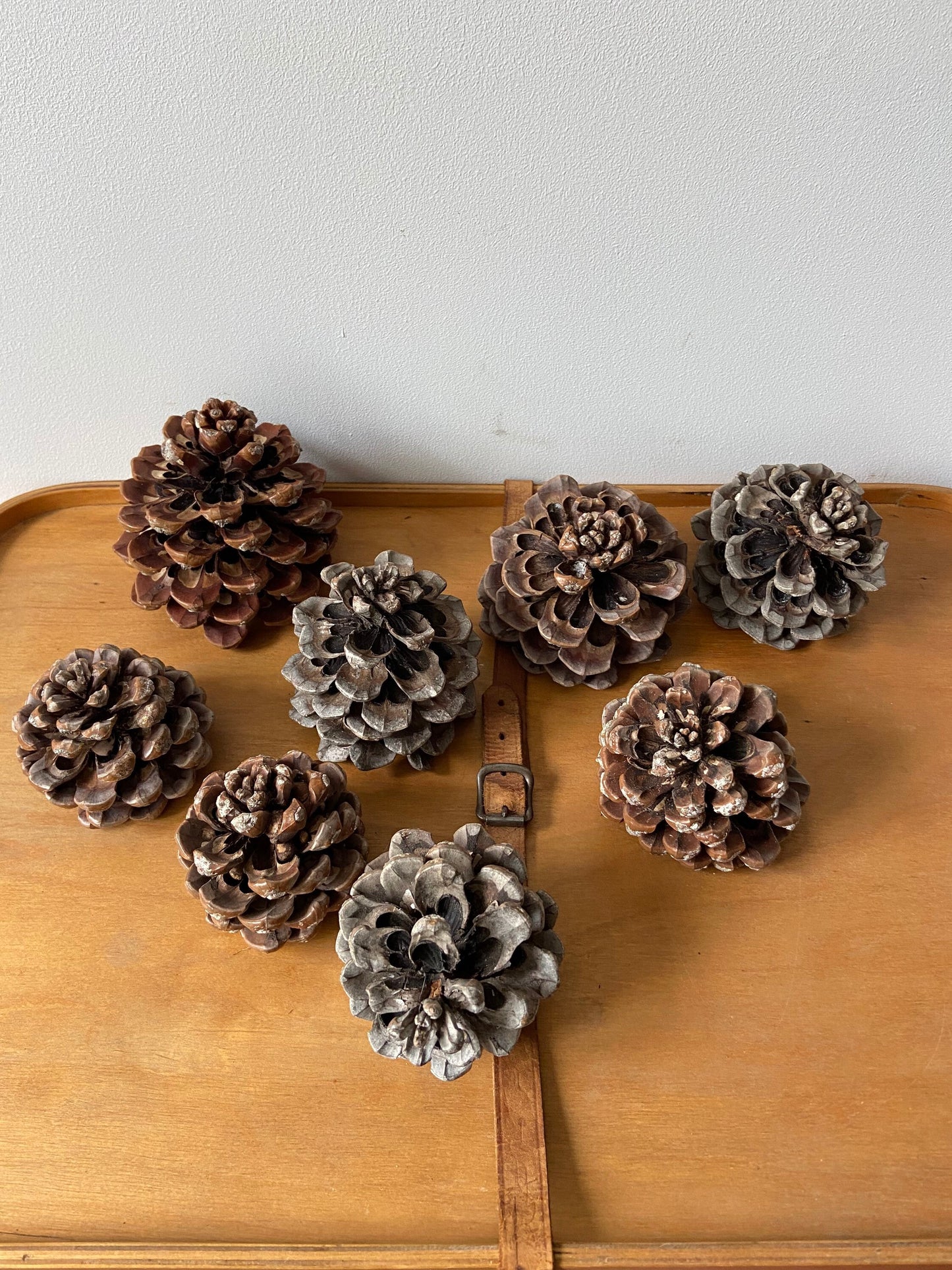 Zapfen der Pinie | Pinienzapfen | groß | ca. 7 cm
