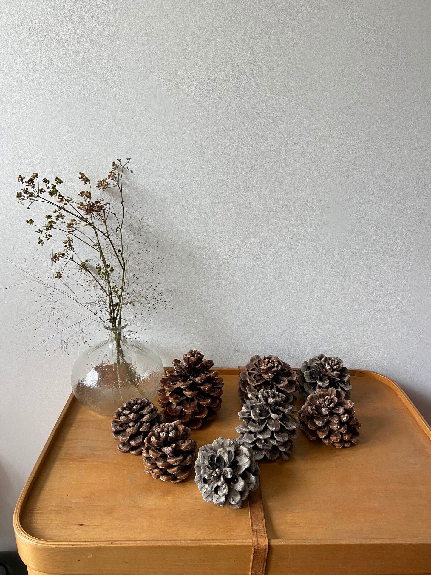 Zapfen der Pinie | Pinienzapfen | groß | ca. 7 cm