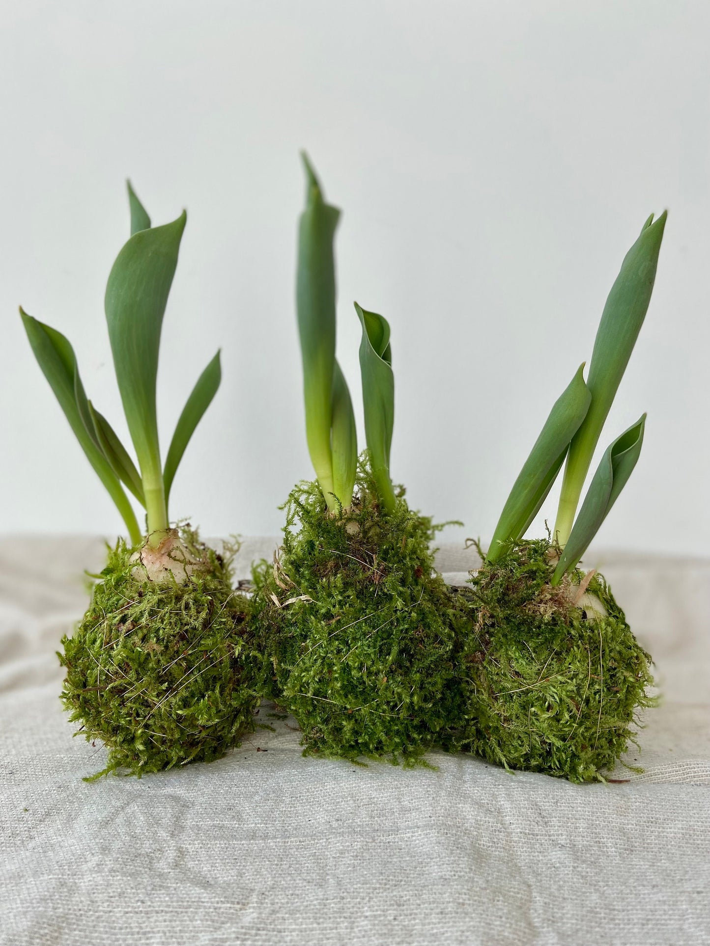 Tulpe in Moos | Nest aus Weidekätzchen | Osterdekoration | Tischdeko | Frühlingsdeko | Moos | Ostern | Tulpe | Frühlingsblüher | NaturDeko