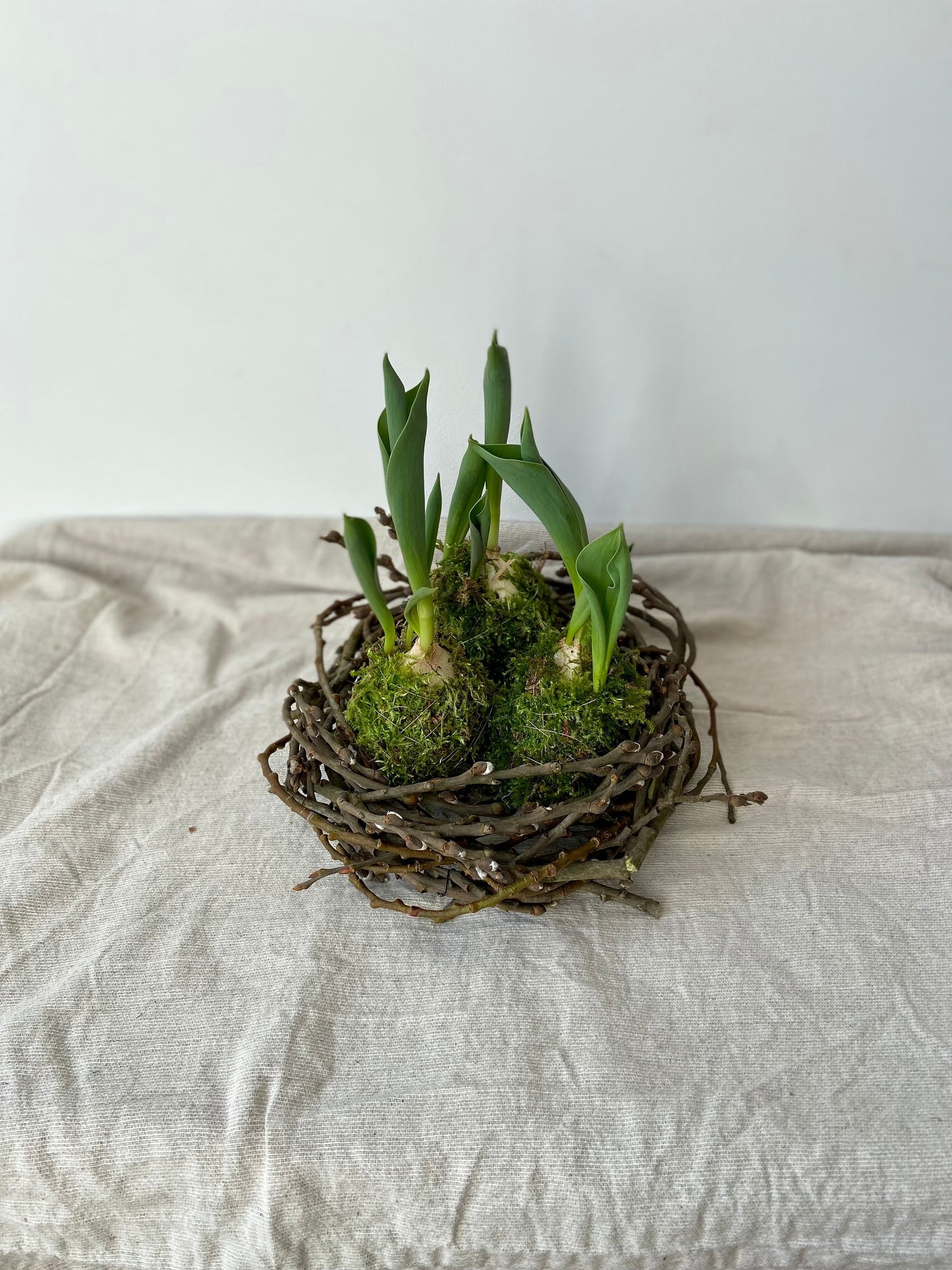 Tulpe in Moos | Nest aus Weidekätzchen | Osterdekoration | Tischdeko | Frühlingsdeko | Moos | Ostern | Tulpe | Frühlingsblüher | NaturDeko