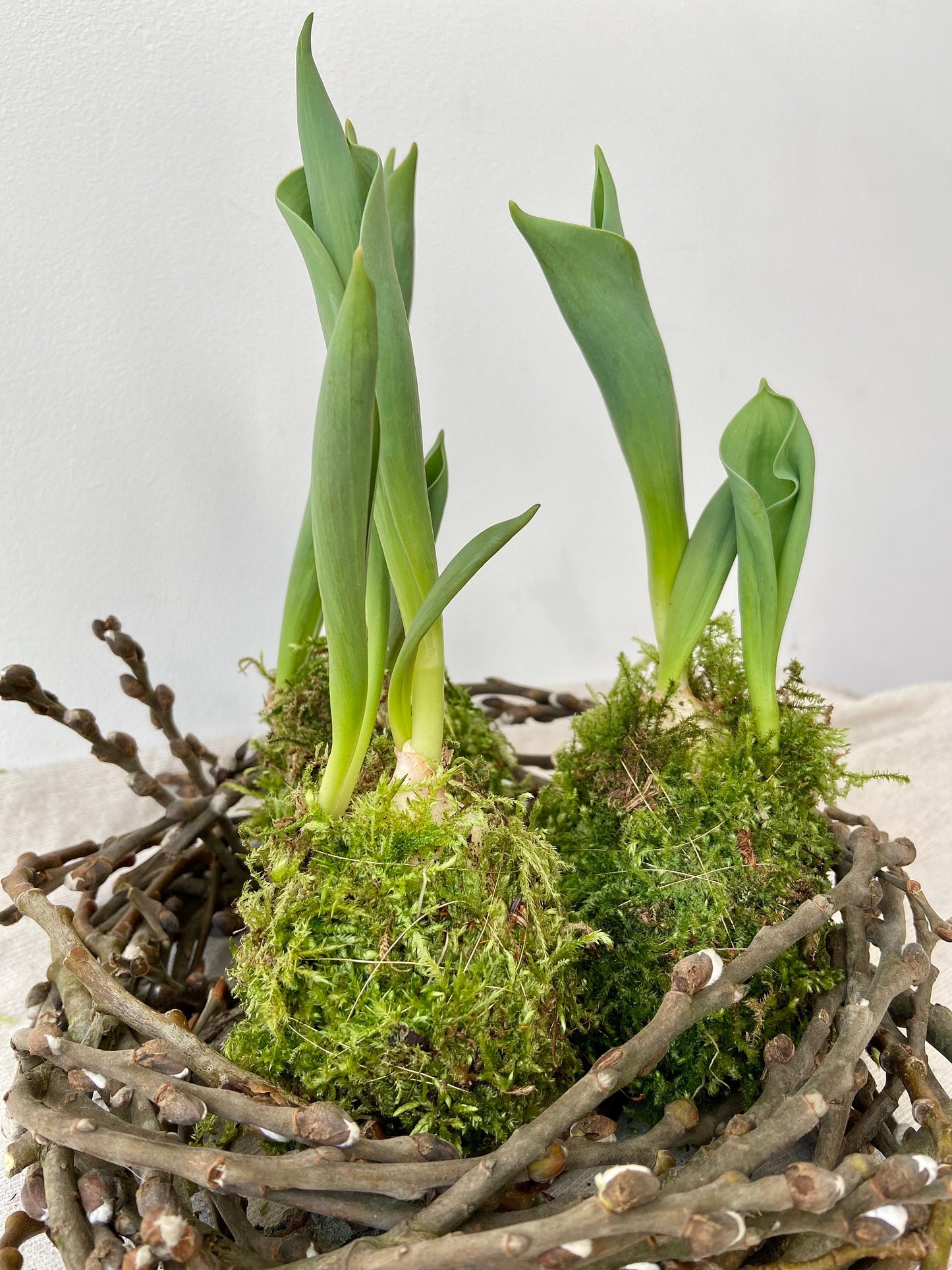 Tulpe in Moos | Nest aus Weidekätzchen | Osterdekoration | Tischdeko | Frühlingsdeko | Moos | Ostern | Tulpe | Frühlingsblüher | NaturDeko