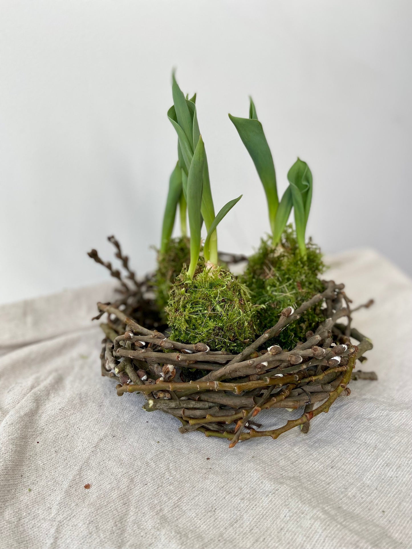 Tulpe in Moos | Nest aus Weidekätzchen | Osterdekoration | Tischdeko | Frühlingsdeko | Moos | Ostern | Tulpe | Frühlingsblüher | NaturDeko
