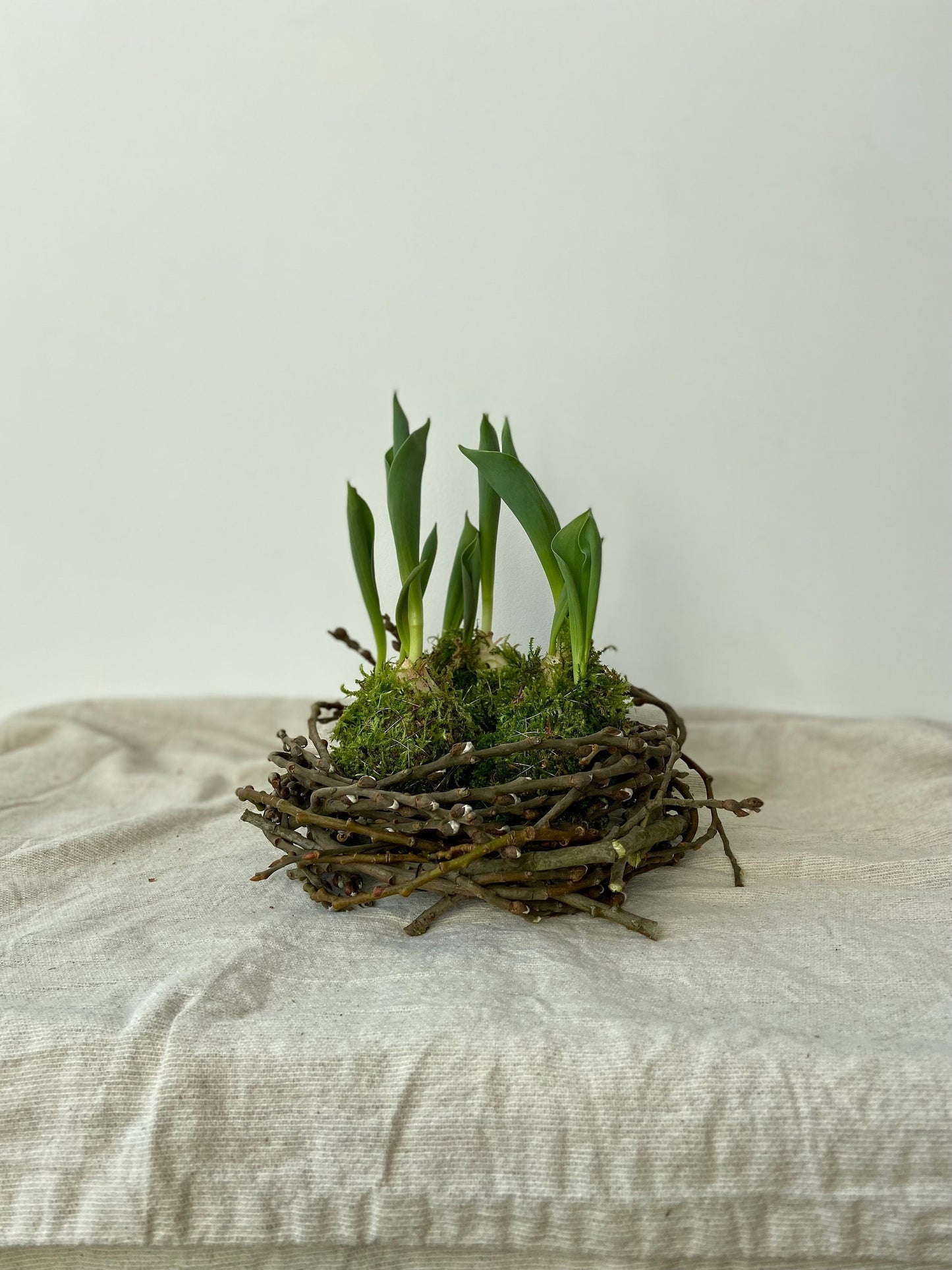 Tulpe in Moos | Nest aus Weidekätzchen | Osterdekoration | Tischdeko | Frühlingsdeko | Moos | Ostern | Tulpe | Frühlingsblüher | NaturDeko