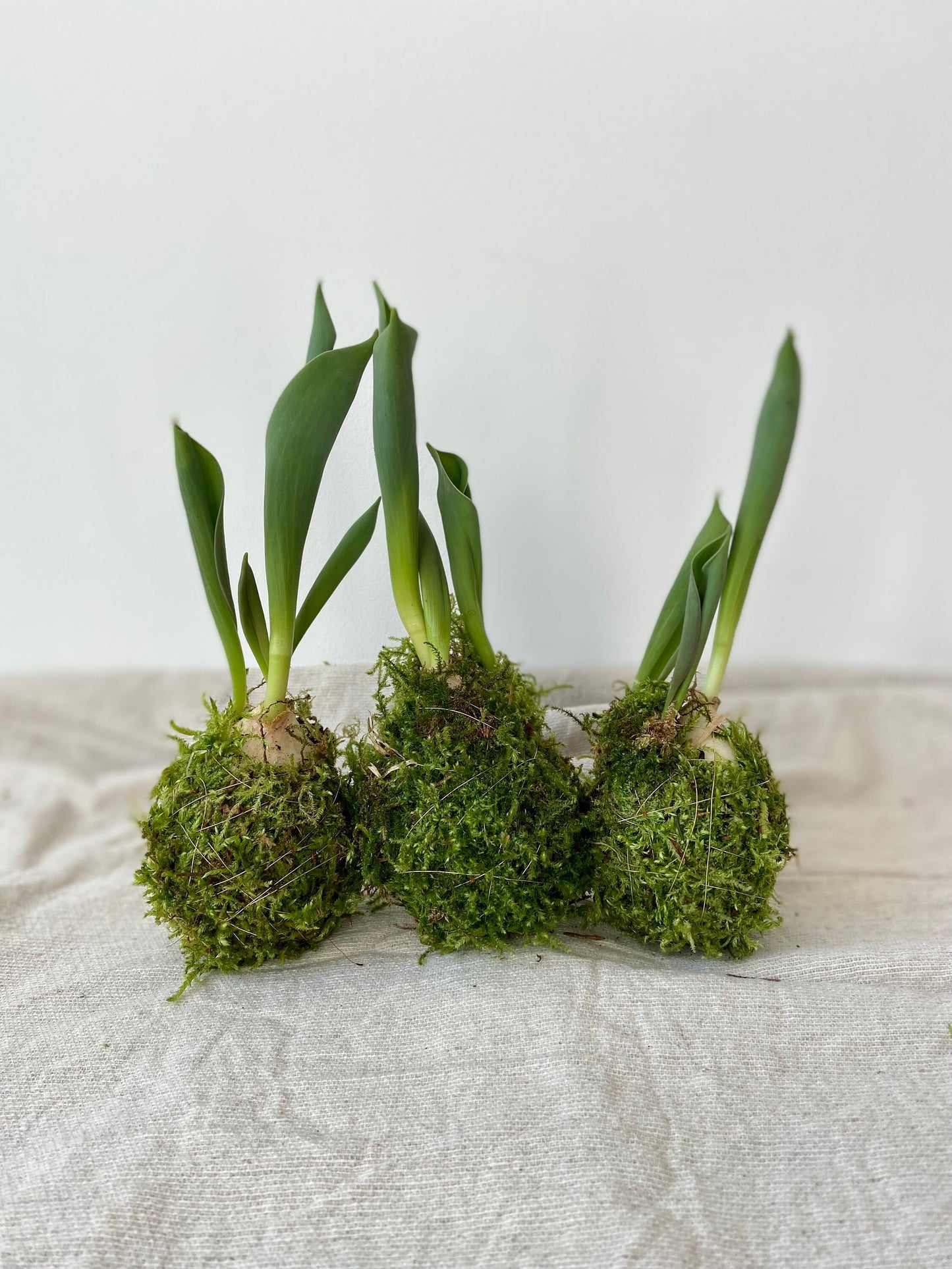 Tulpe in Moos | Nest aus Weidekätzchen | Osterdekoration | Tischdeko | Frühlingsdeko | Moos | Ostern | Tulpe | Frühlingsblüher | NaturDeko