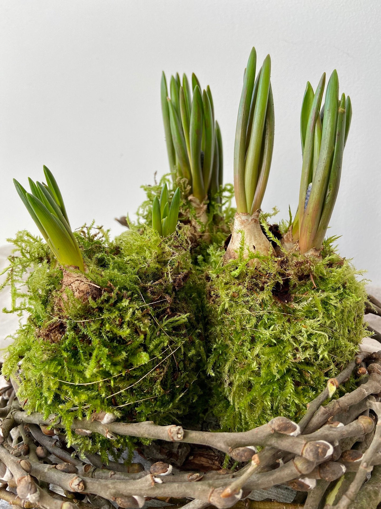 Traubenhyazinten in Moos | Rinde | Nest | Osterdeko | Tischdeko | Frühlingsdeko | Moos | Ostern | Tulpe | Frühlingsblüher | Birkenkranz