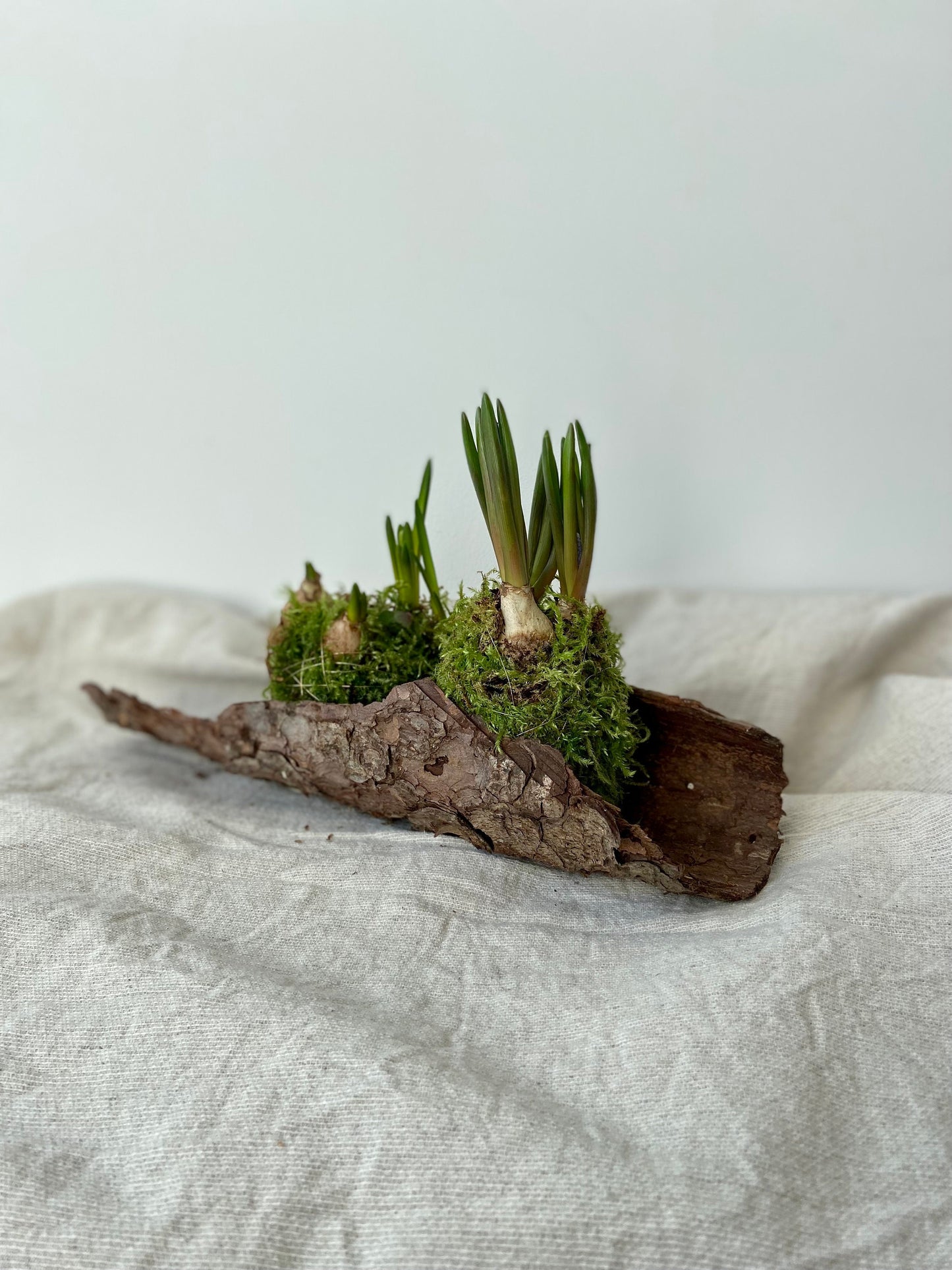 Traubenhyazinten in Moos | Rinde | Nest | Osterdeko | Tischdeko | Frühlingsdeko | Moos | Ostern | Tulpe | Frühlingsblüher | Birkenkranz