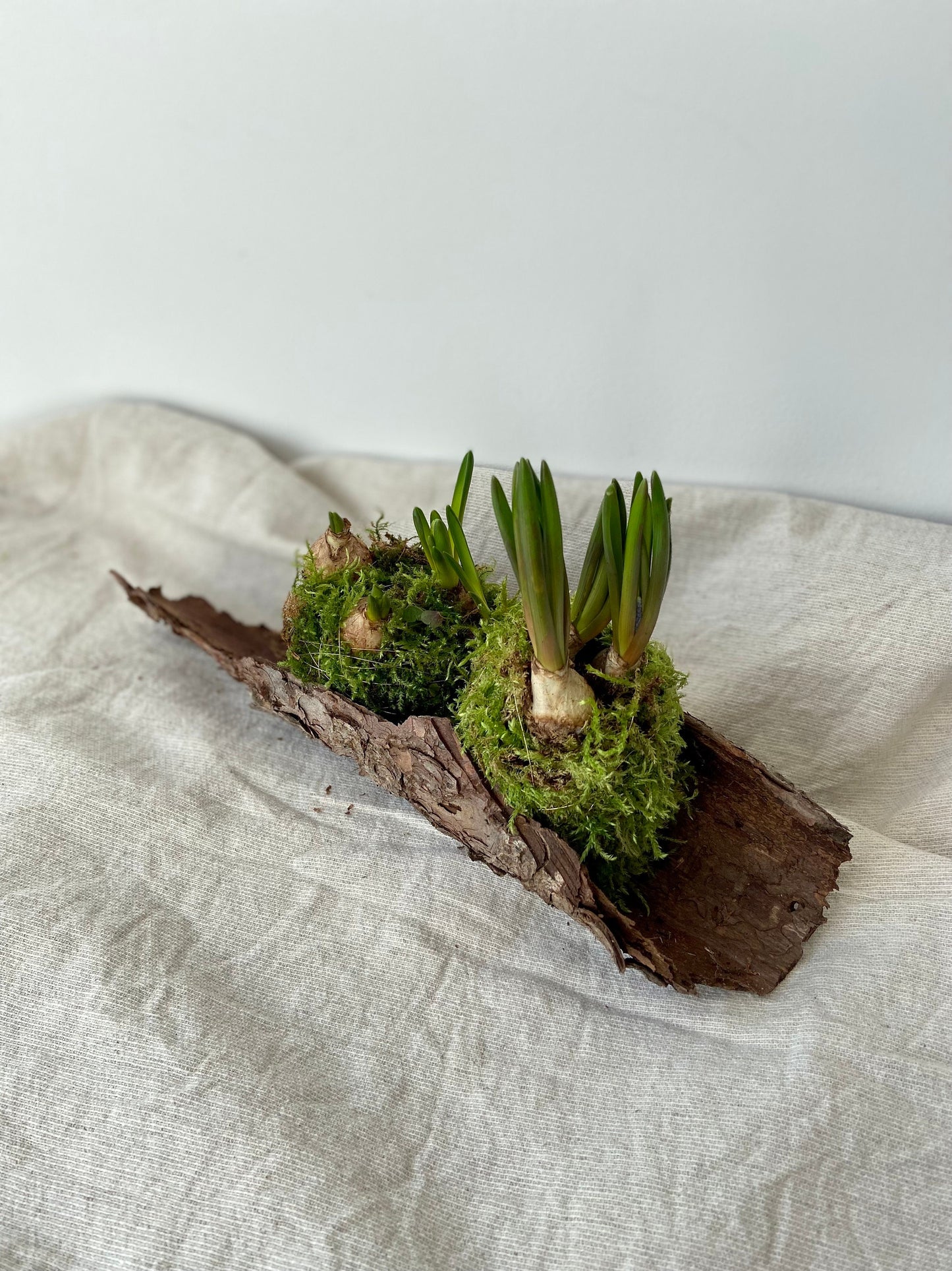 Traubenhyazinten in Moos | Rinde | Nest | Osterdeko | Tischdeko | Frühlingsdeko | Moos | Ostern | Tulpe | Frühlingsblüher | Birkenkranz