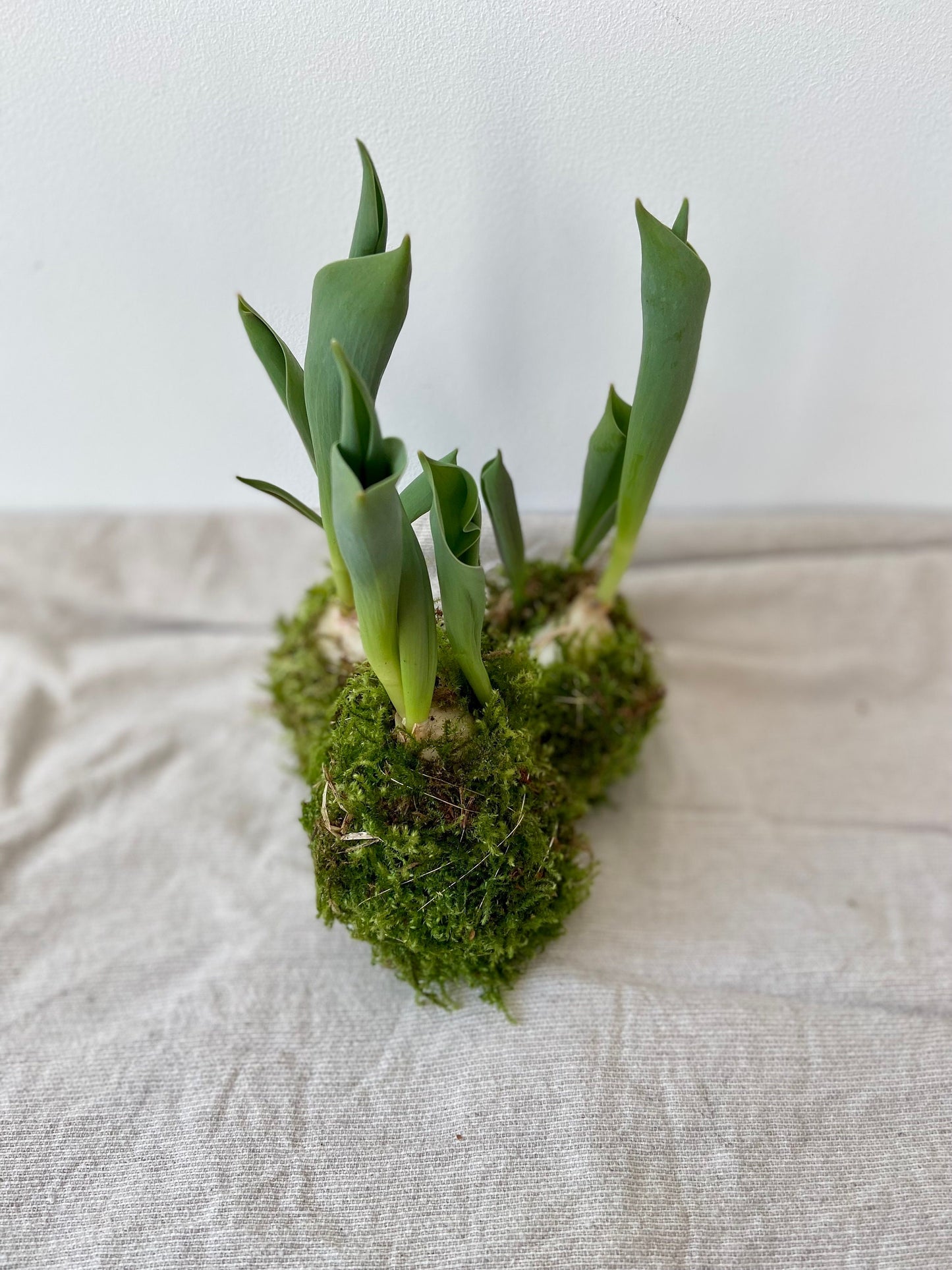 Tulpe in Moos | Nest aus Weidekätzchen | Osterdekoration | Tischdeko | Frühlingsdeko | Moos | Ostern | Tulpe | Frühlingsblüher | NaturDeko