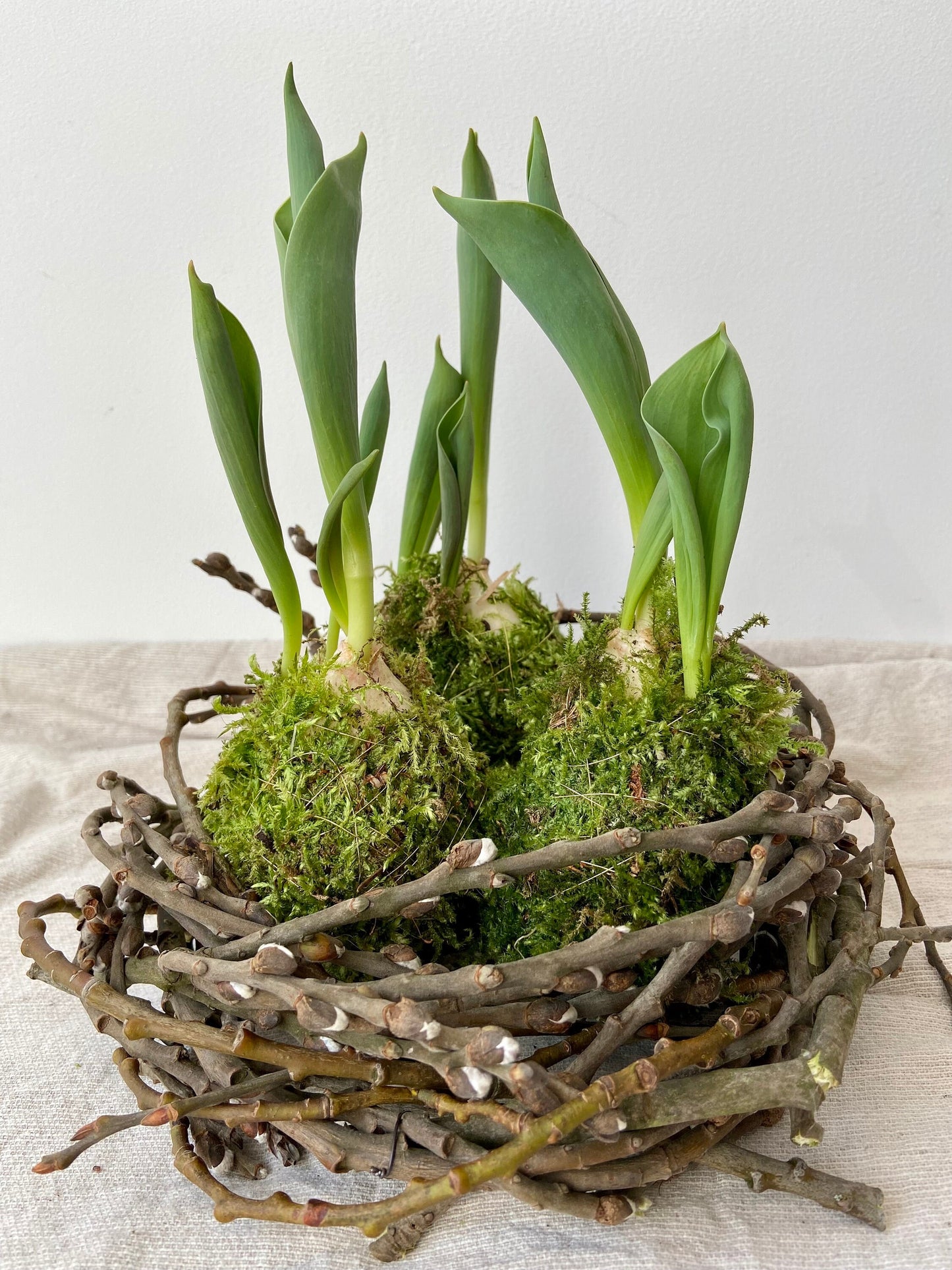 Tulpe in Moos | Nest aus Weidekätzchen | Osterdekoration | Tischdeko | Frühlingsdeko | Moos | Ostern | Tulpe | Frühlingsblüher | NaturDeko