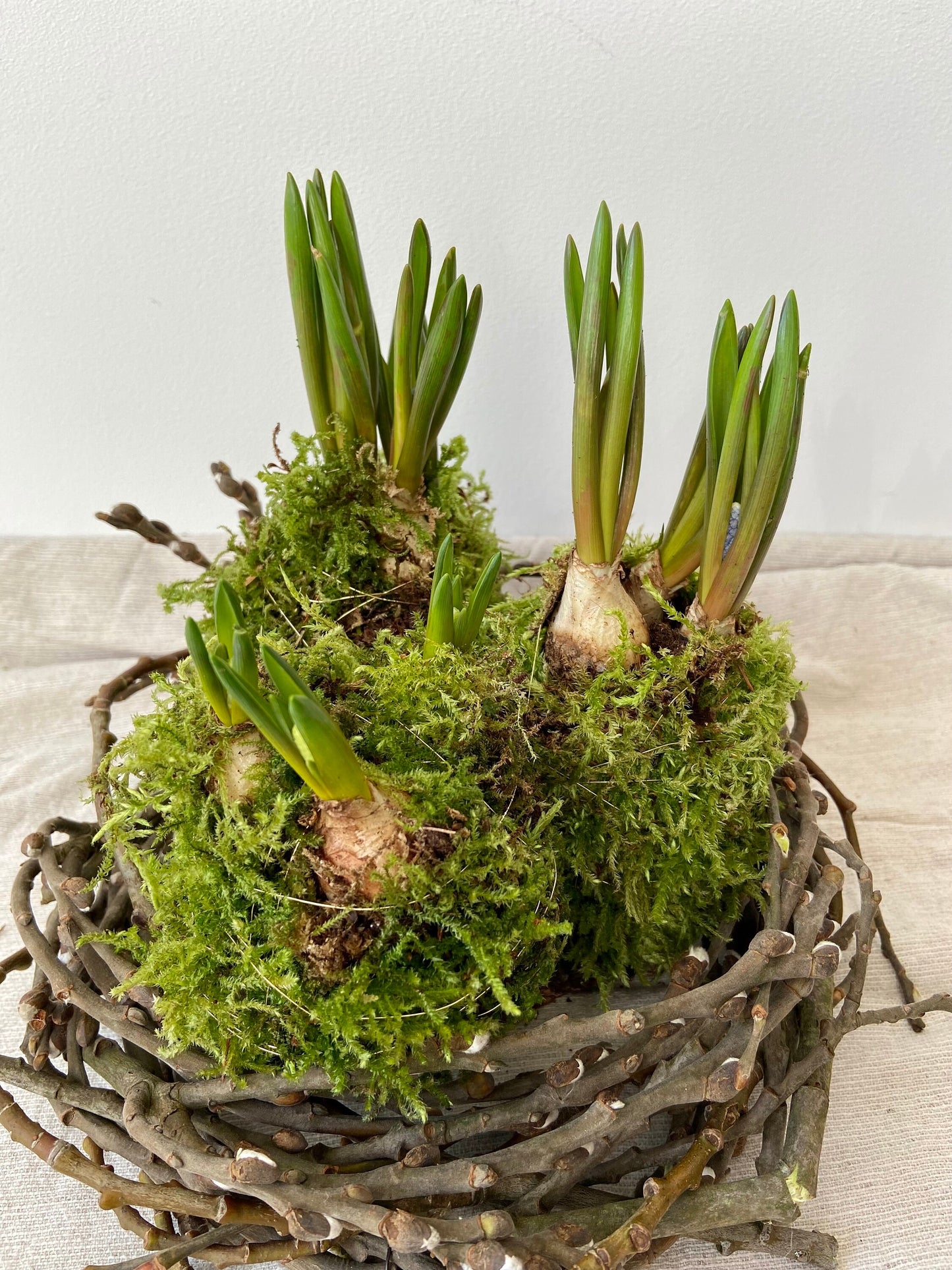 Traubenhyazinten in Moos | Rinde | Nest | Osterdeko | Tischdeko | Frühlingsdeko | Moos | Ostern | Tulpe | Frühlingsblüher | Birkenkranz