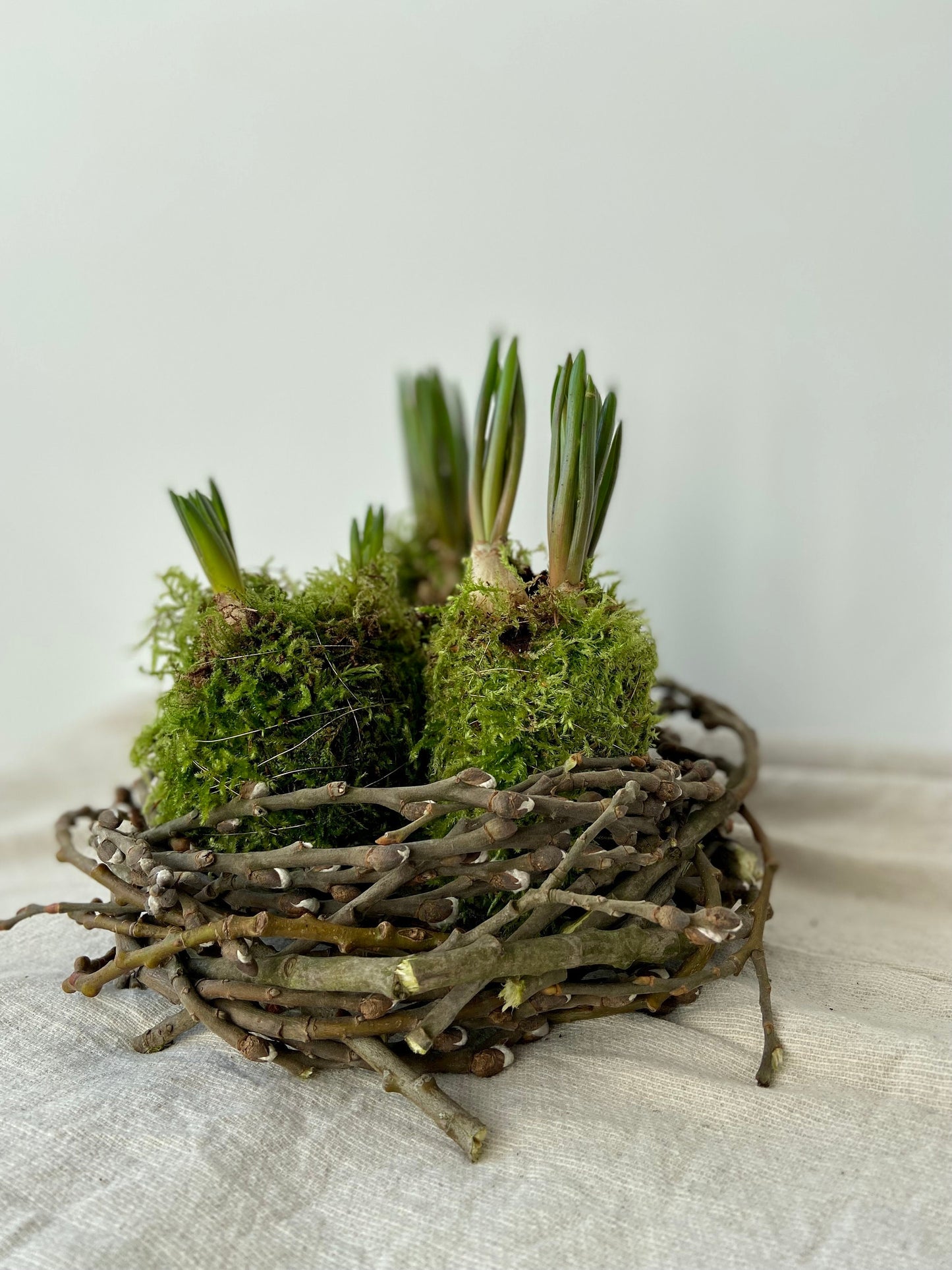 Traubenhyazinten in Moos | Rinde | Nest | Osterdeko | Tischdeko | Frühlingsdeko | Moos | Ostern | Tulpe | Frühlingsblüher | Birkenkranz