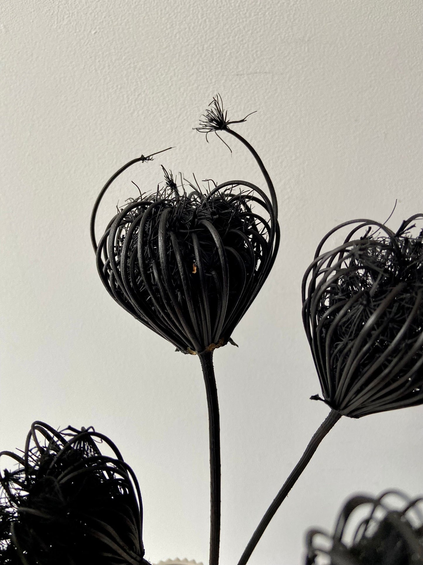 Fenchelblüten | schwarz | getrocknete Blüten | Fenchel schwarz | Trockenblume | Frühling | Zweige für die Vase | Blütenzweig | Ostern | Home