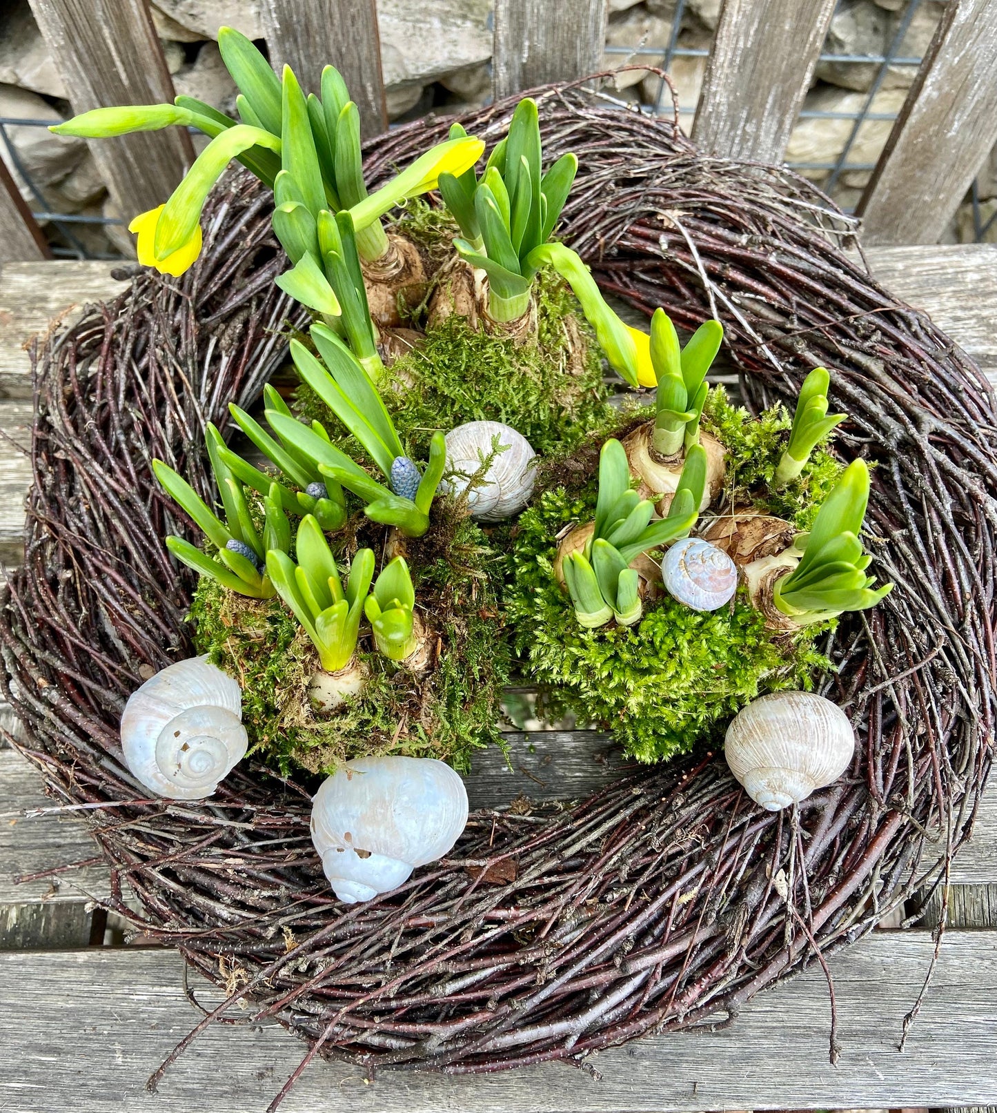 Osterglocken in Moos | Narzissen | Osterdekoration | Tischdekoration | Frühlingsdeko | Moos | Ostern | Frühlingsblüher | NaturDeko