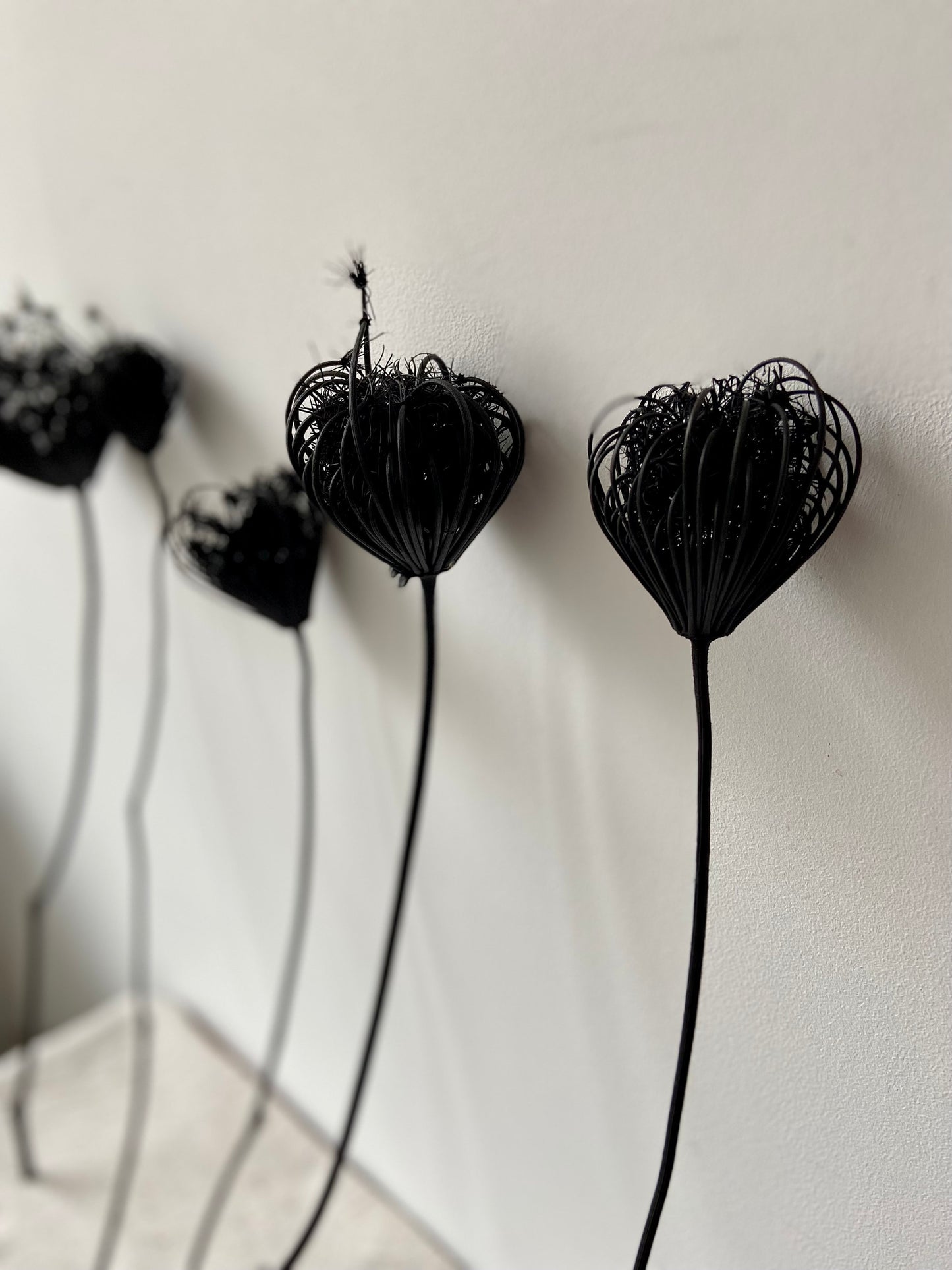 Fenchelblüten | schwarz | getrocknete Blüten | Fenchel schwarz | Trockenblume | Frühling | Zweige für die Vase | Blütenzweig | Ostern | Home
