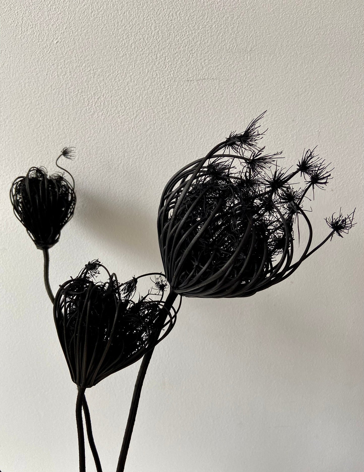 Fenchelblüten | schwarz | getrocknete Blüten | Fenchel schwarz | Trockenblume | Frühling | Zweige für die Vase | Blütenzweig | Ostern | Home