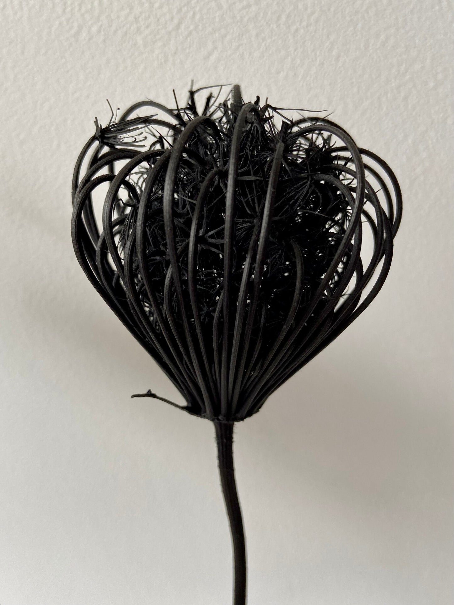 Fenchelblüten | schwarz | getrocknete Blüten | Fenchel schwarz | Trockenblume | Frühling | Zweige für die Vase | Blütenzweig | Ostern | Home